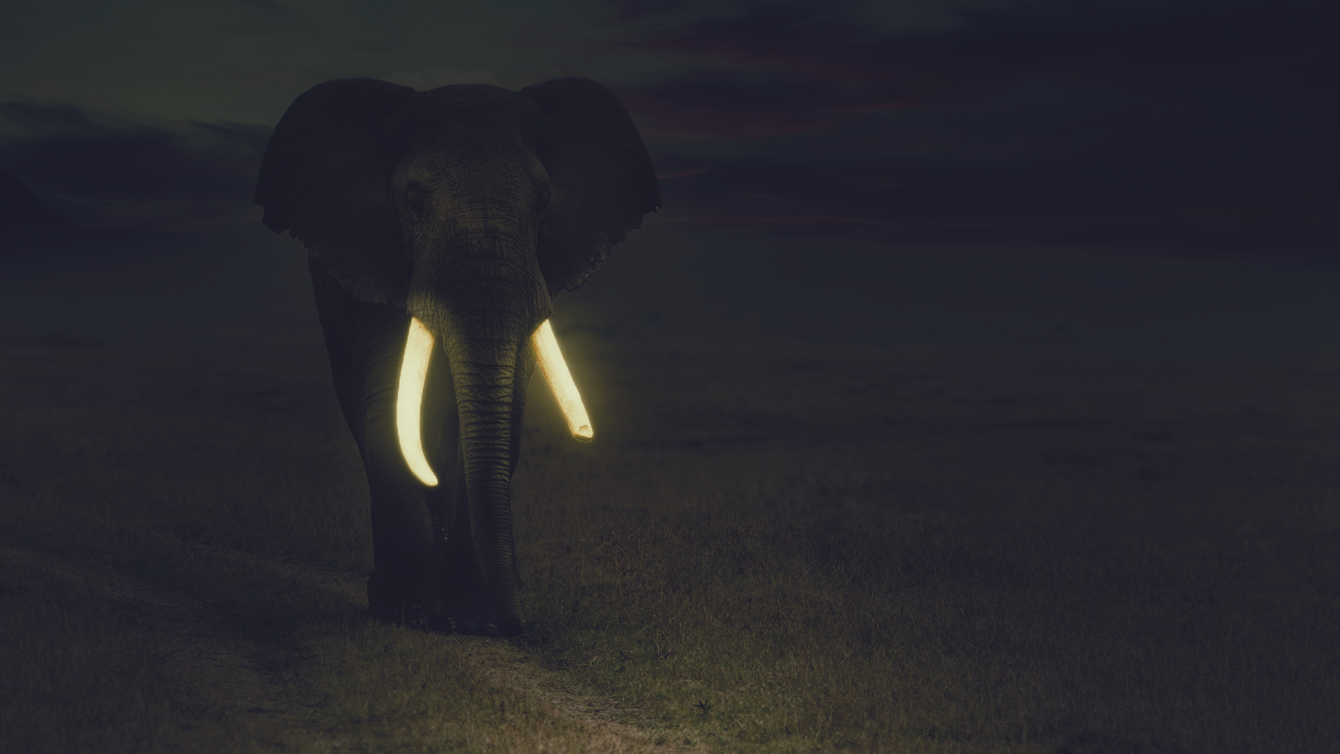 Elephant Glowing Night 1920x1080
