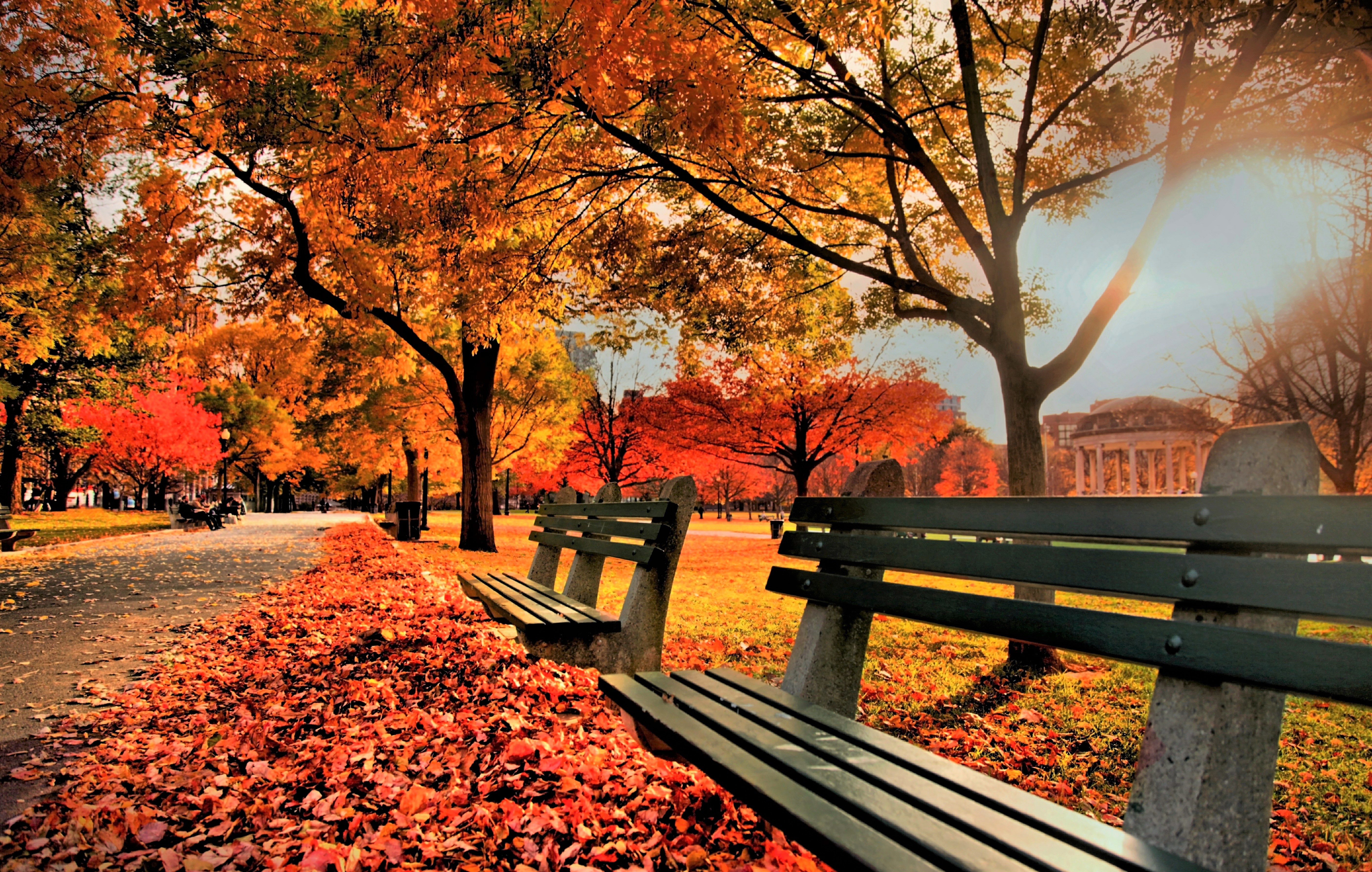 Bench Colorful Fall Leaf Park Tree 5616x3569