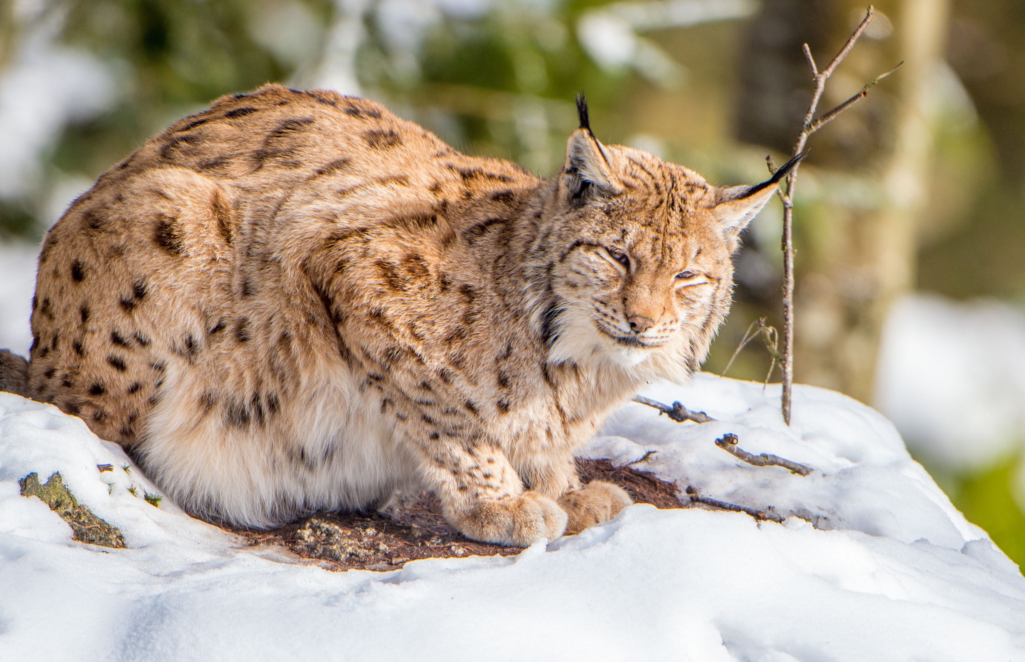 Big Cat Lynx Wildlife Predator Animal 2048x1323