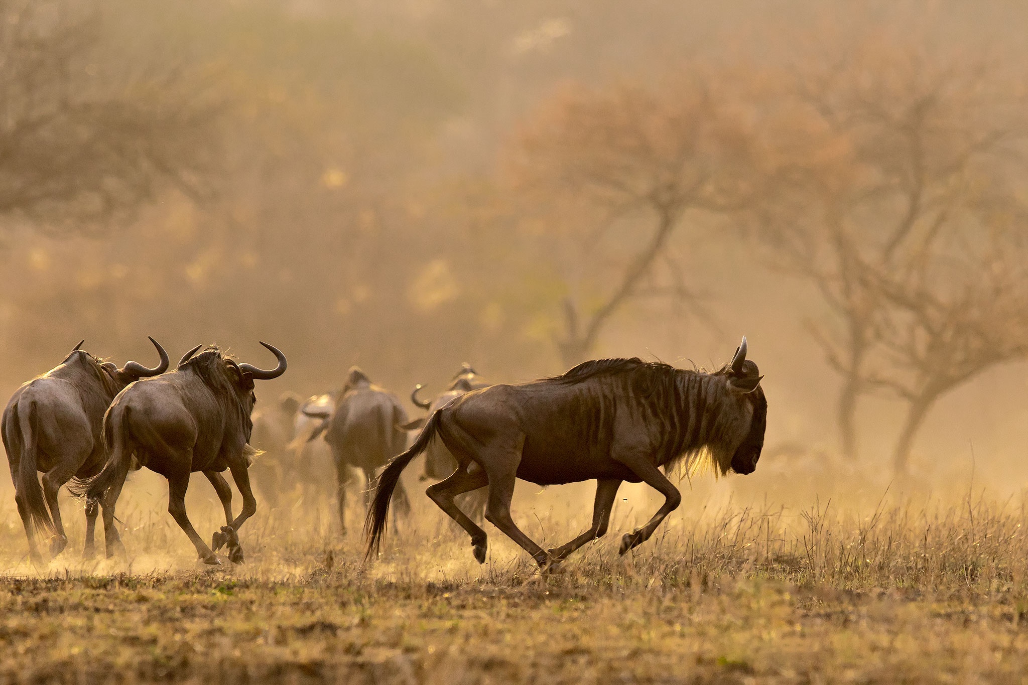 Антилопы гну в африканской саванне