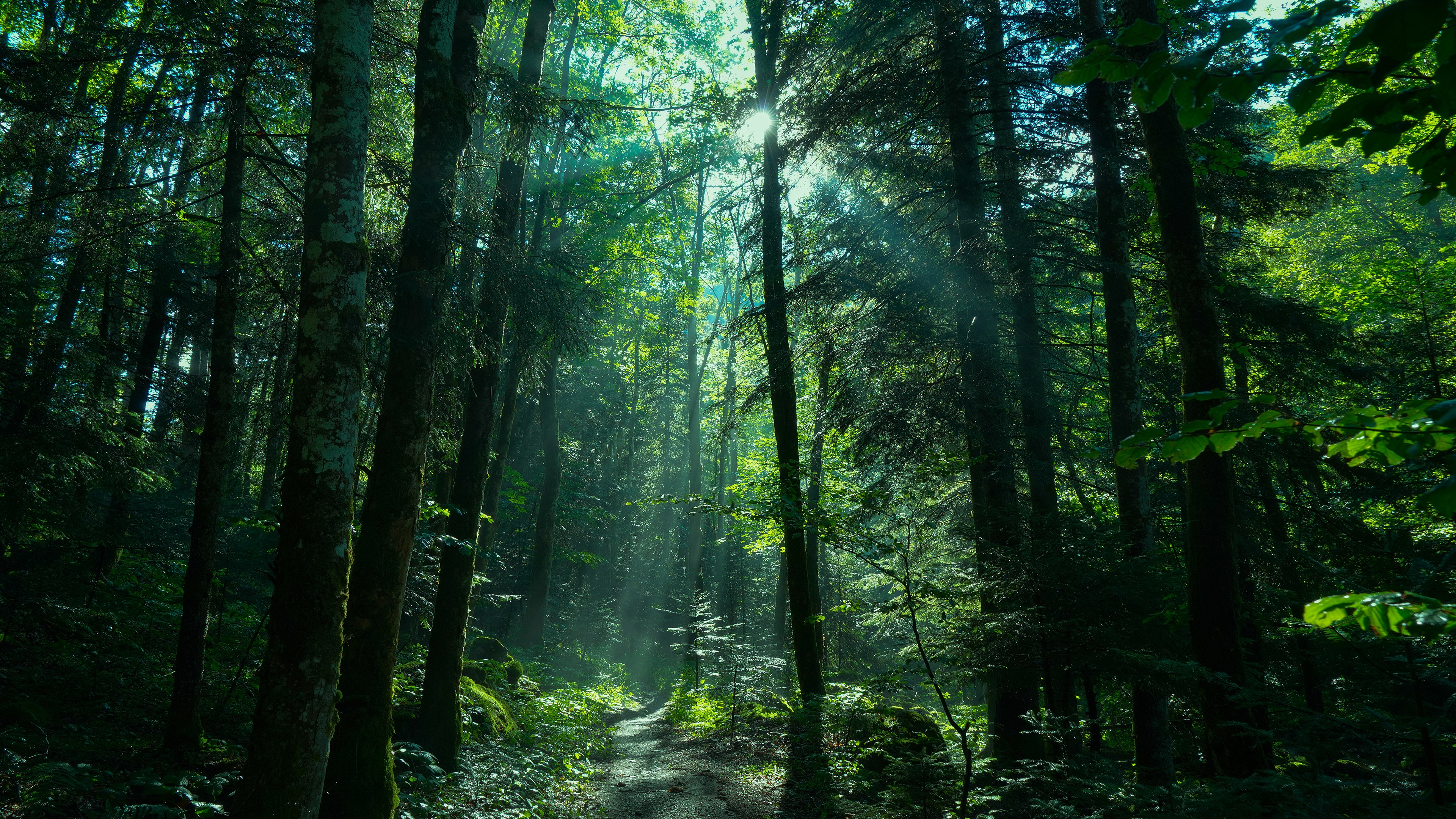 Forest Greenery Nature Path Sunbeam 3840x2160