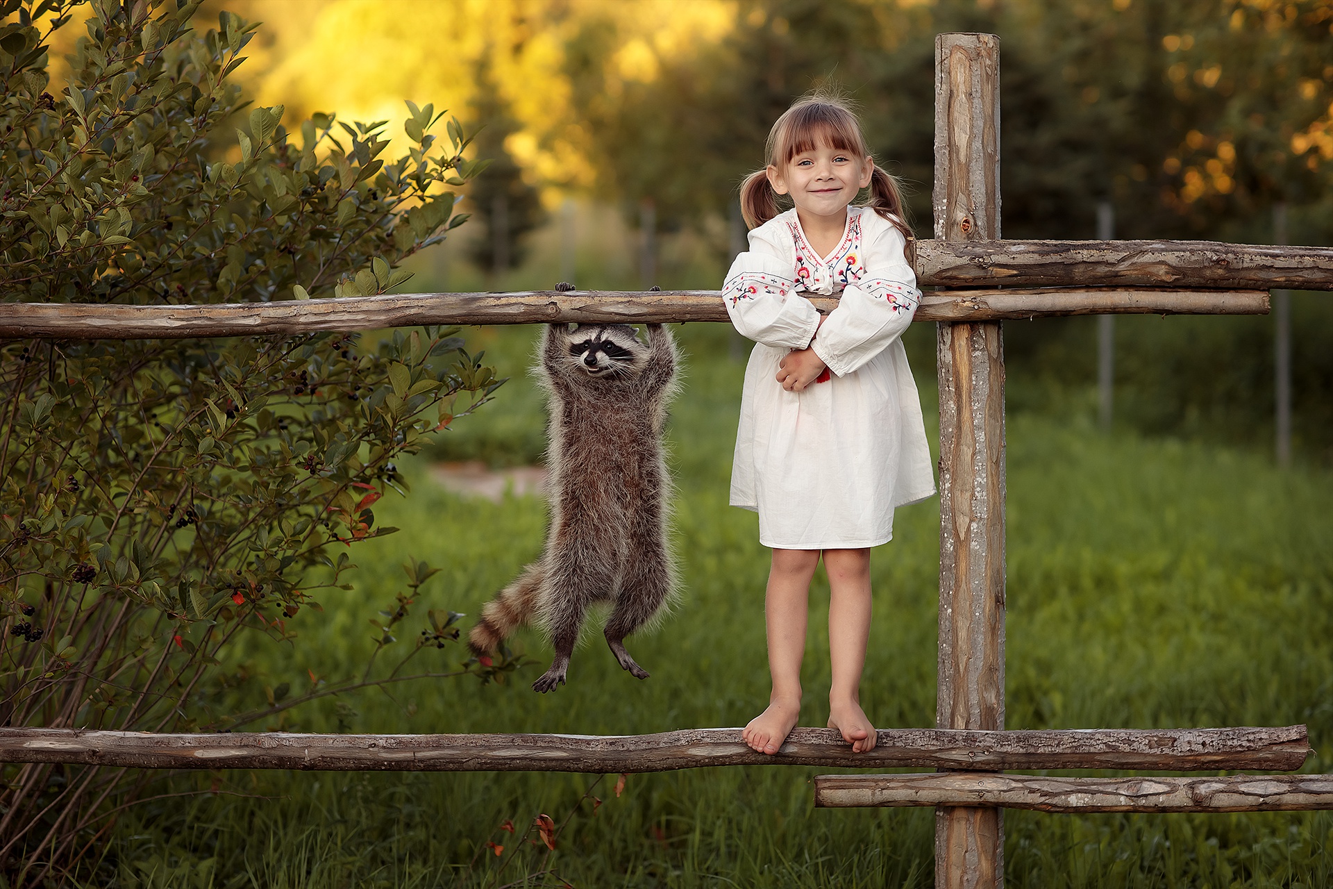 Child Fence Funny Raccoon 1920x1280