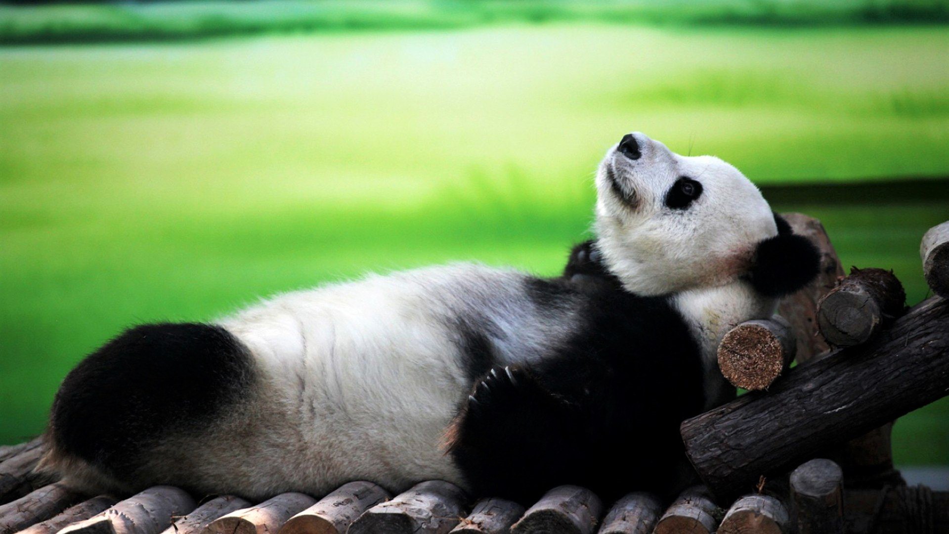 Animal Cute Lying Down Panda Relax 1920x1080