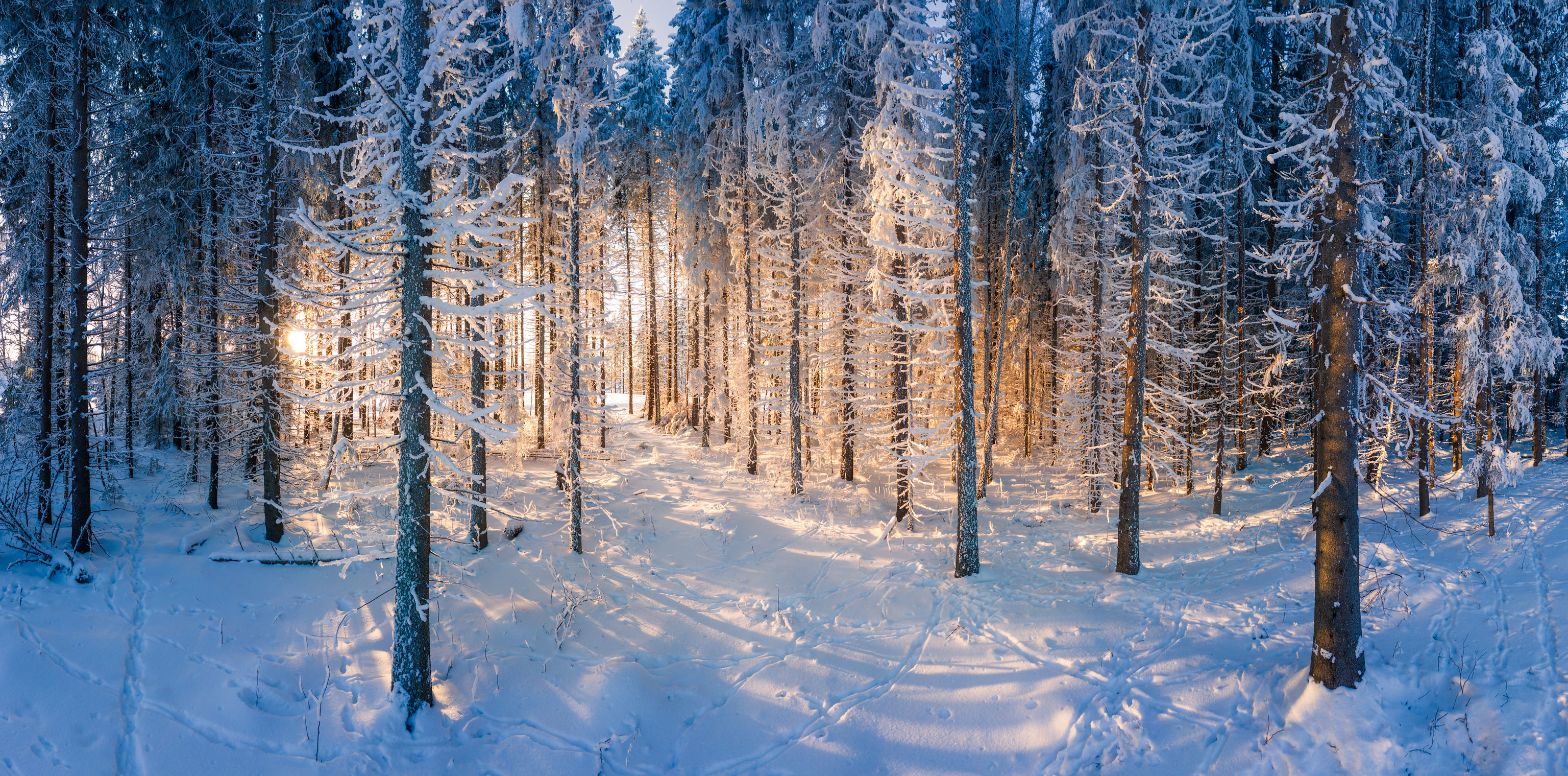 Nature Snow Forest Trees Winter Finland Sunrise Outdoors Cold Ice Plants Sunlight 3072x1519