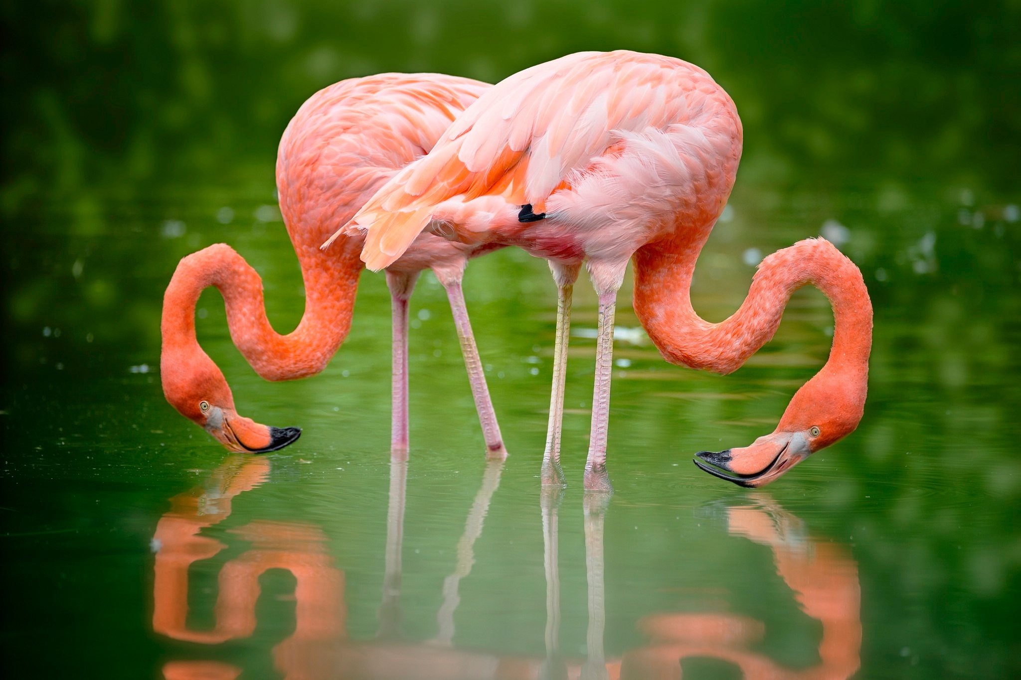 Bird Flamingo Reflection Wildlife 2048x1365