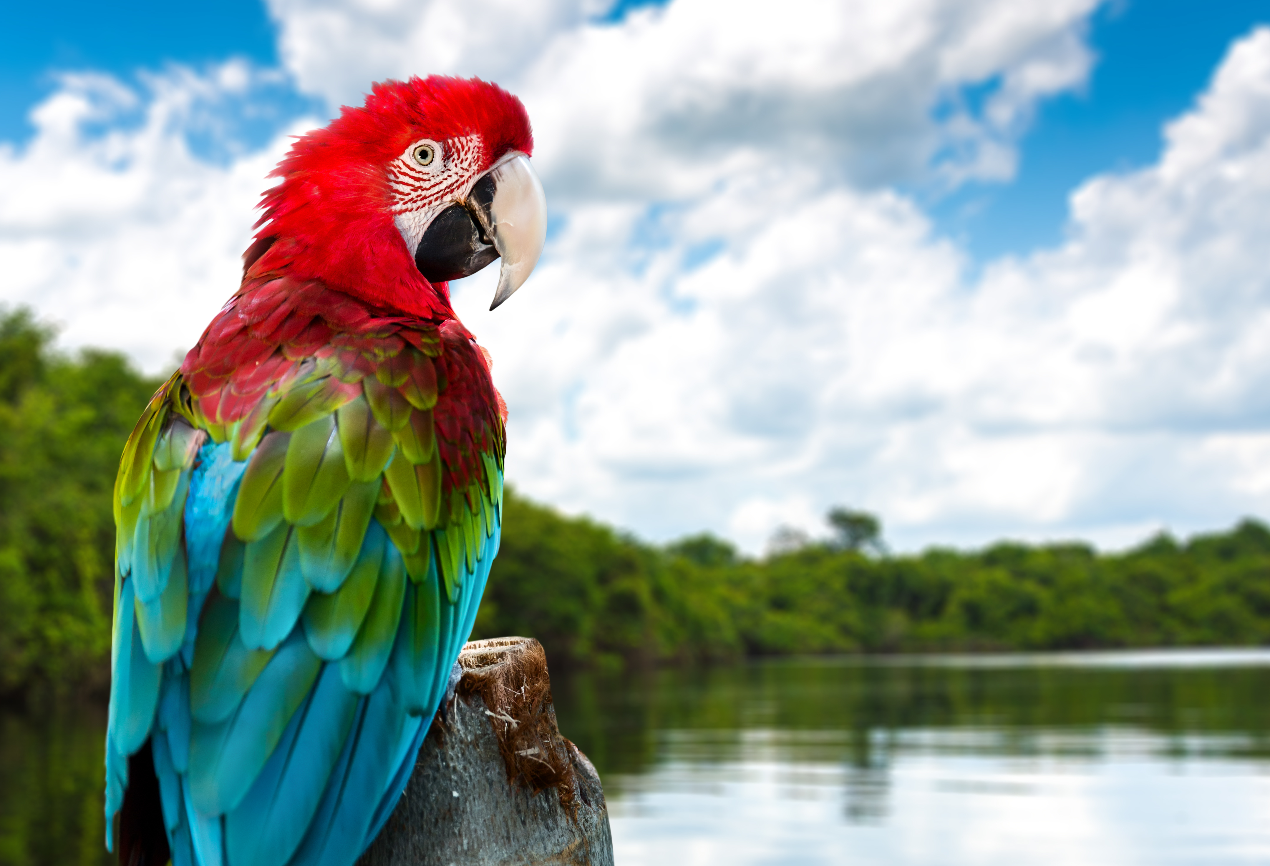 Bird Macaw Red And Green Macaw Wildlife 4314x2944