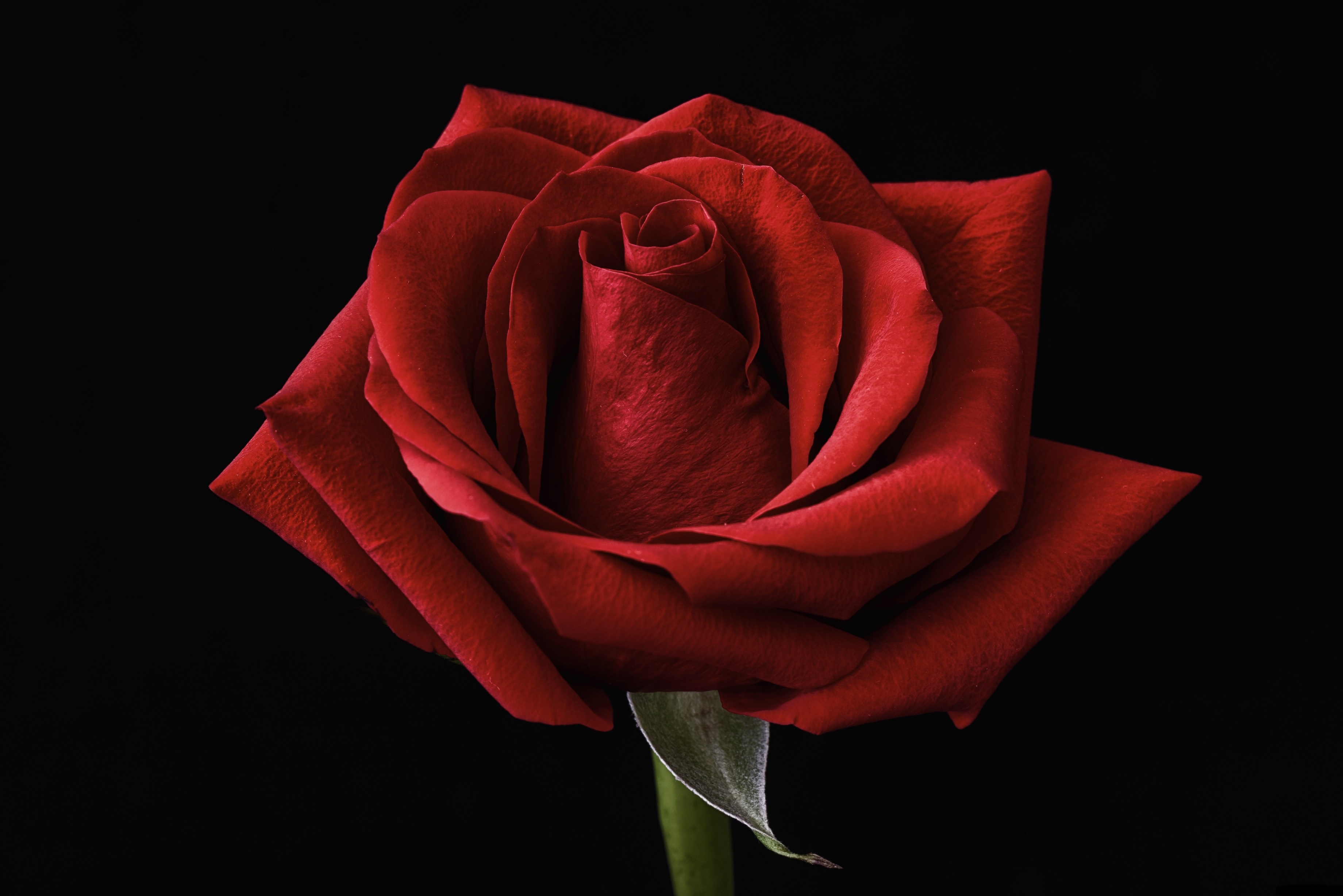 Flower Red Rose Rose 3680x2456