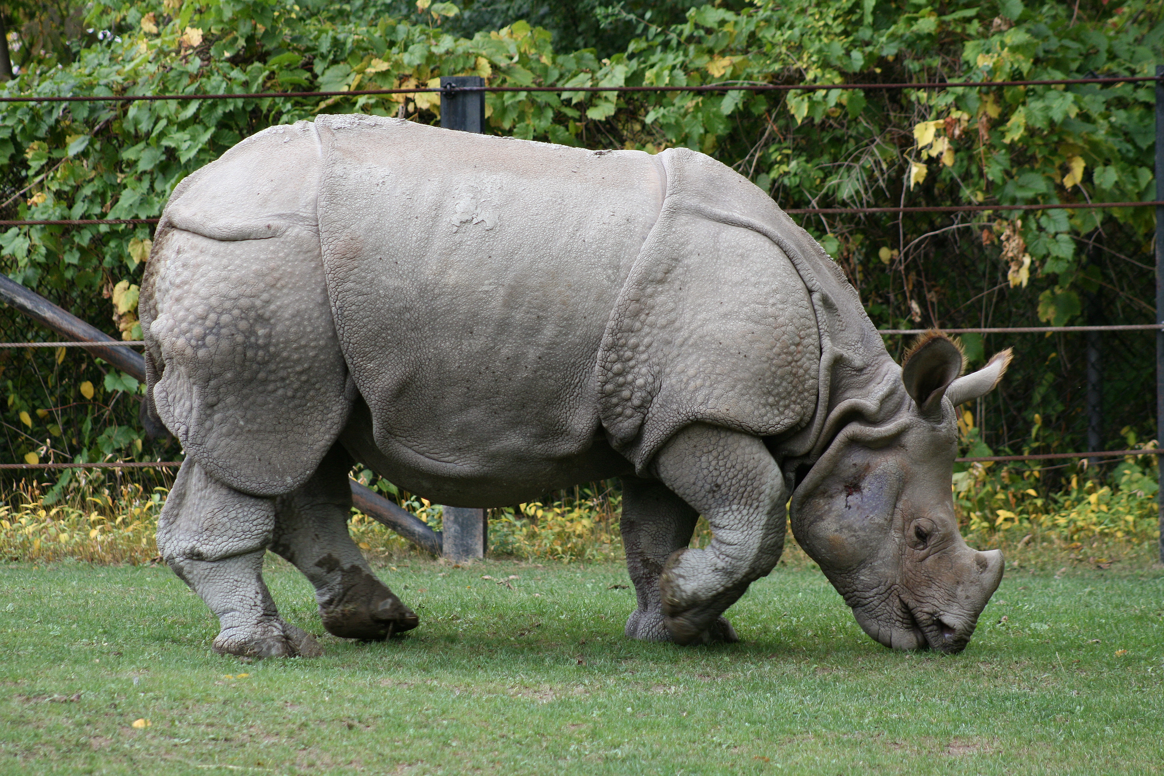 Animal Rhino 3888x2592