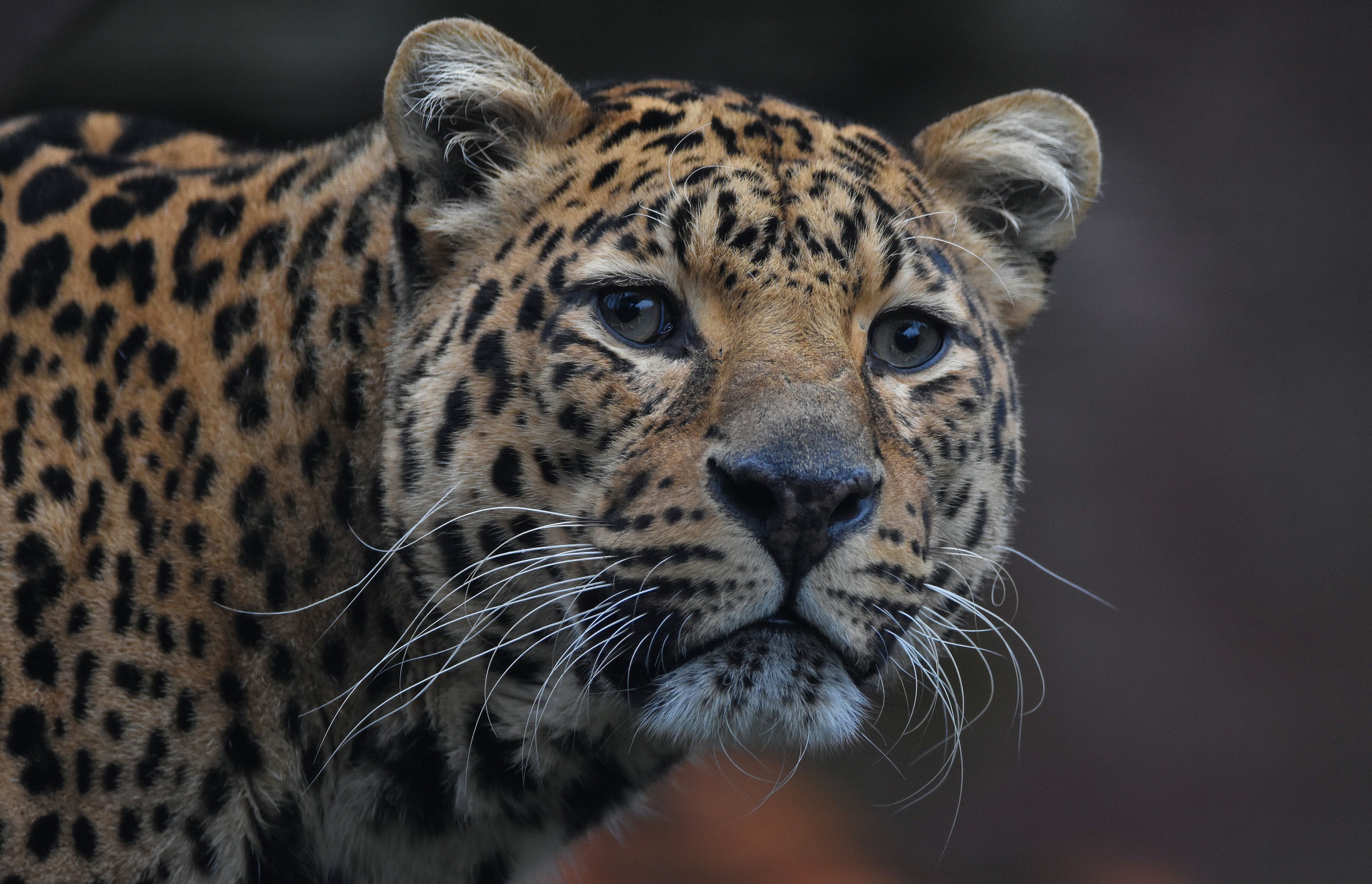 Big Cat Jaguar Wildlife Predator Animal 2048x1320