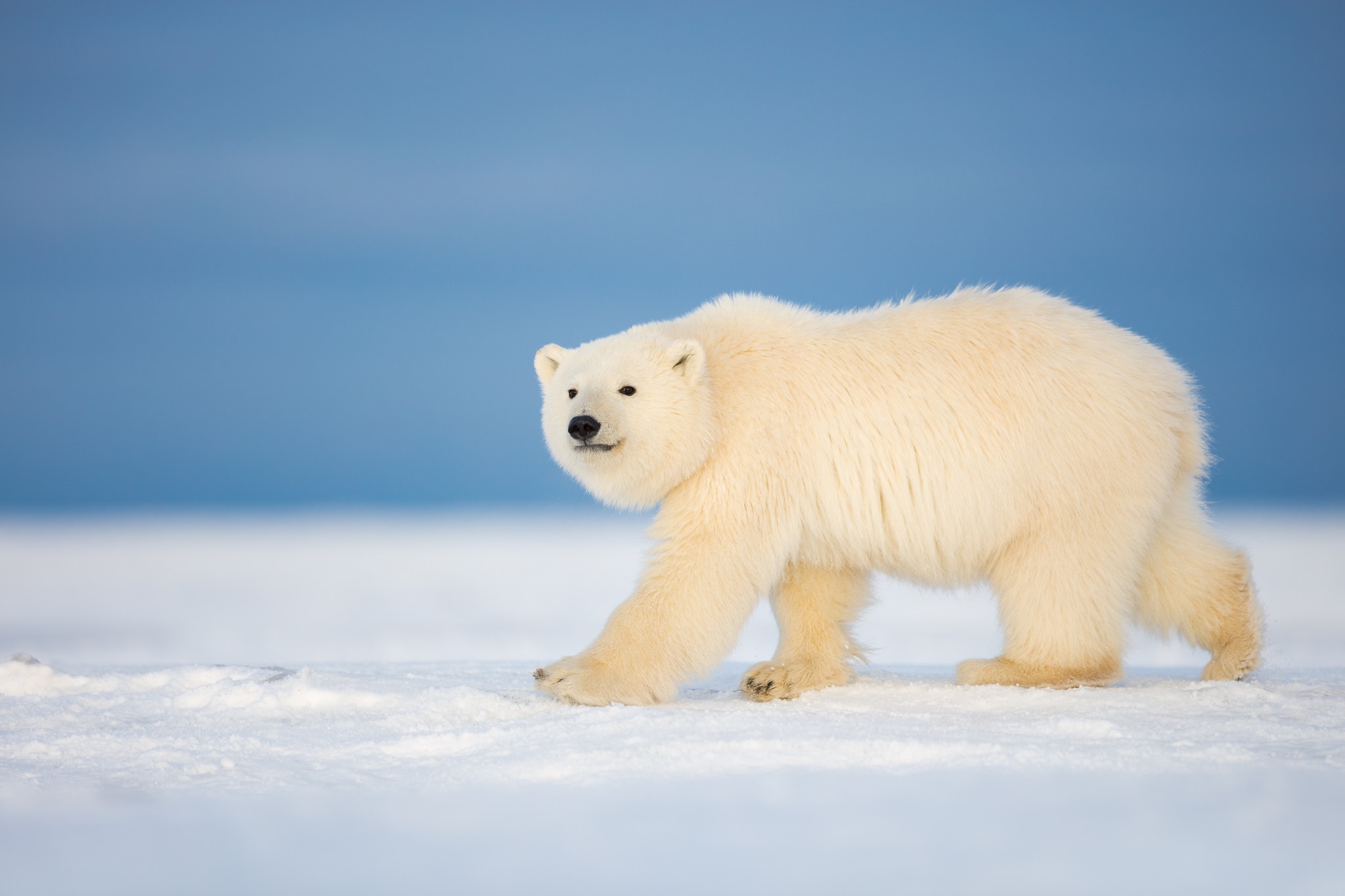 Depth Of Field Polar Bear Snow Wildlife Predator Animal 2048x1365