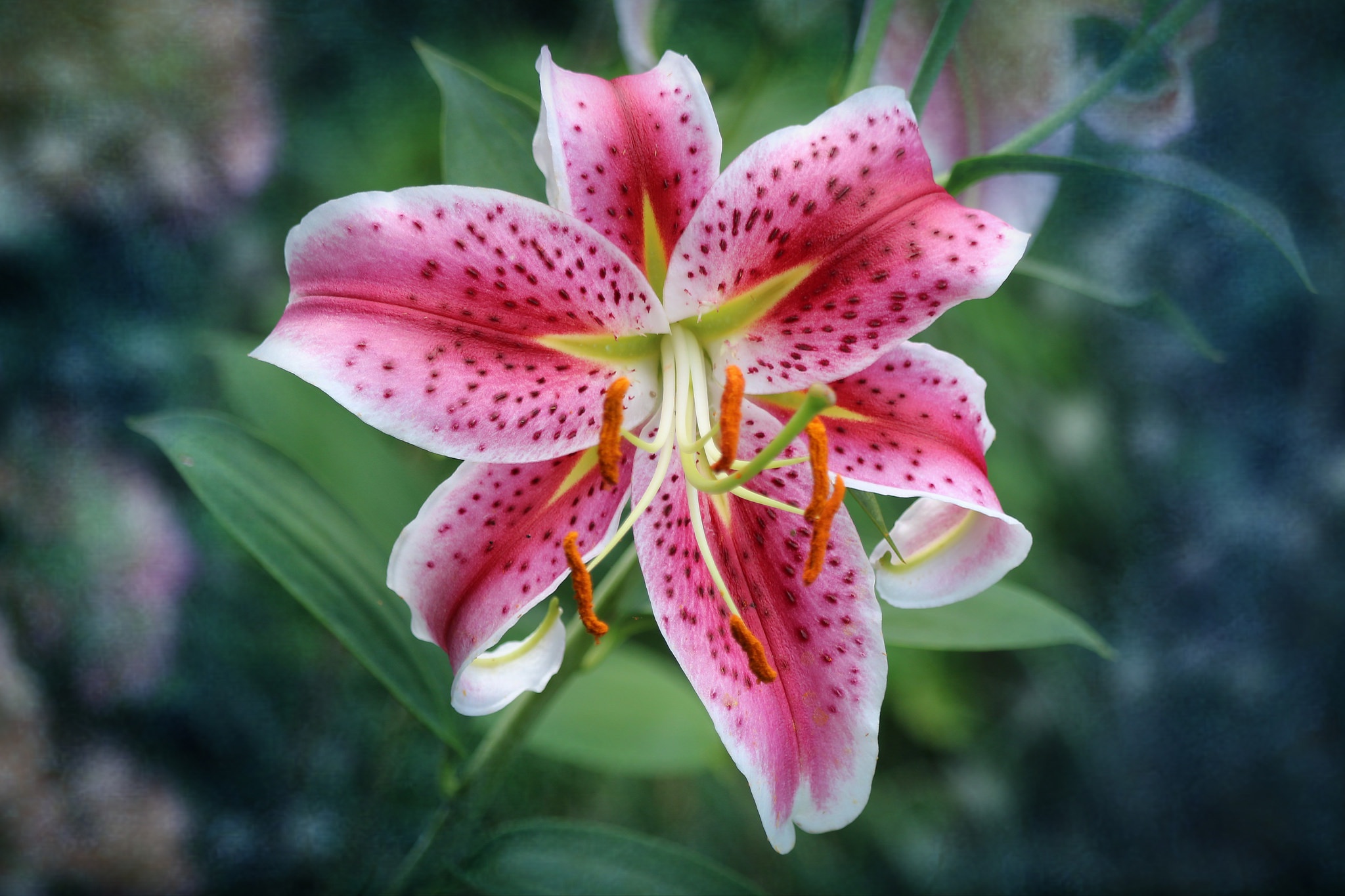 Earth Lily 2048x1365