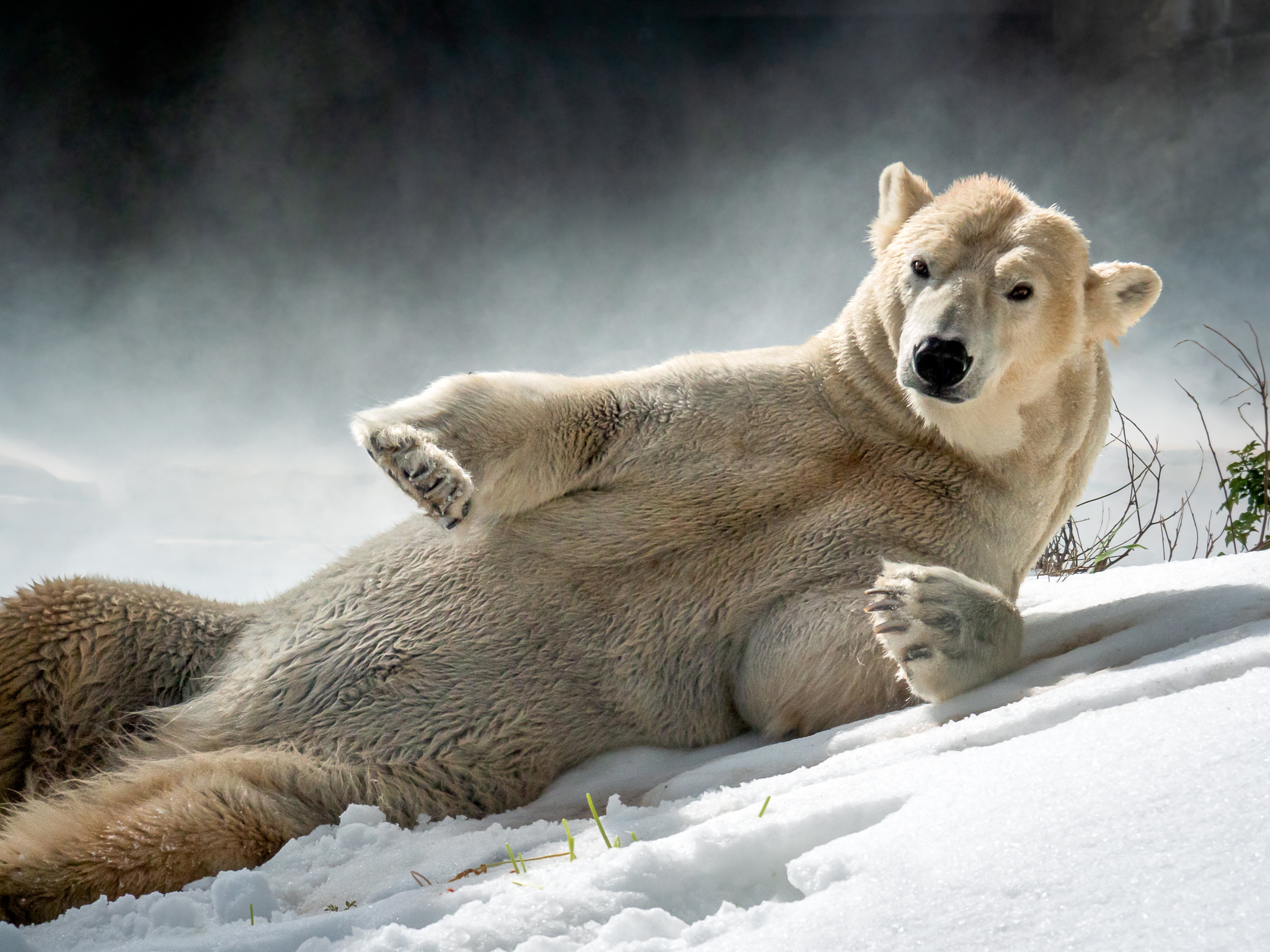 Polar Bear Snow Wildlife Predator Animal 2828x2121