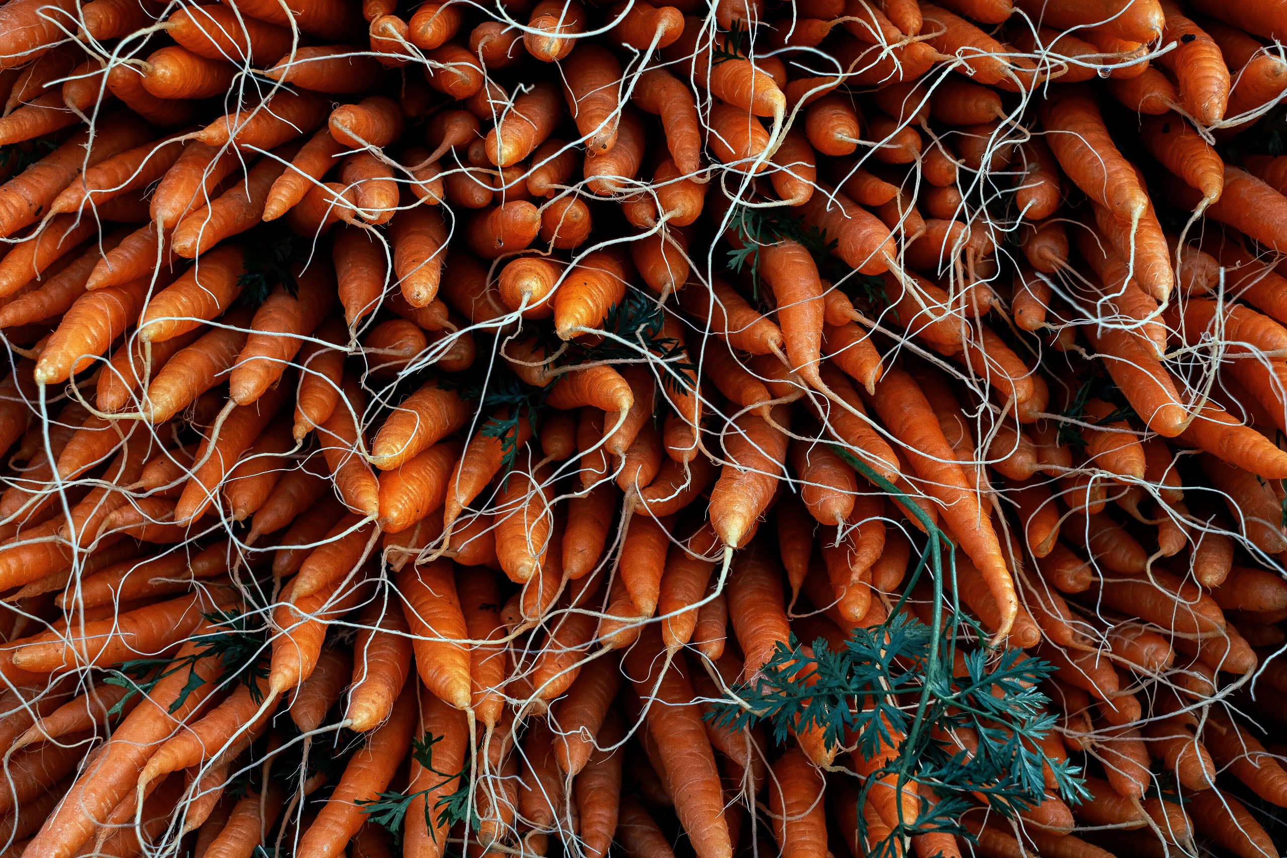 Food Carrot Carrots Vegetables 2560x1707