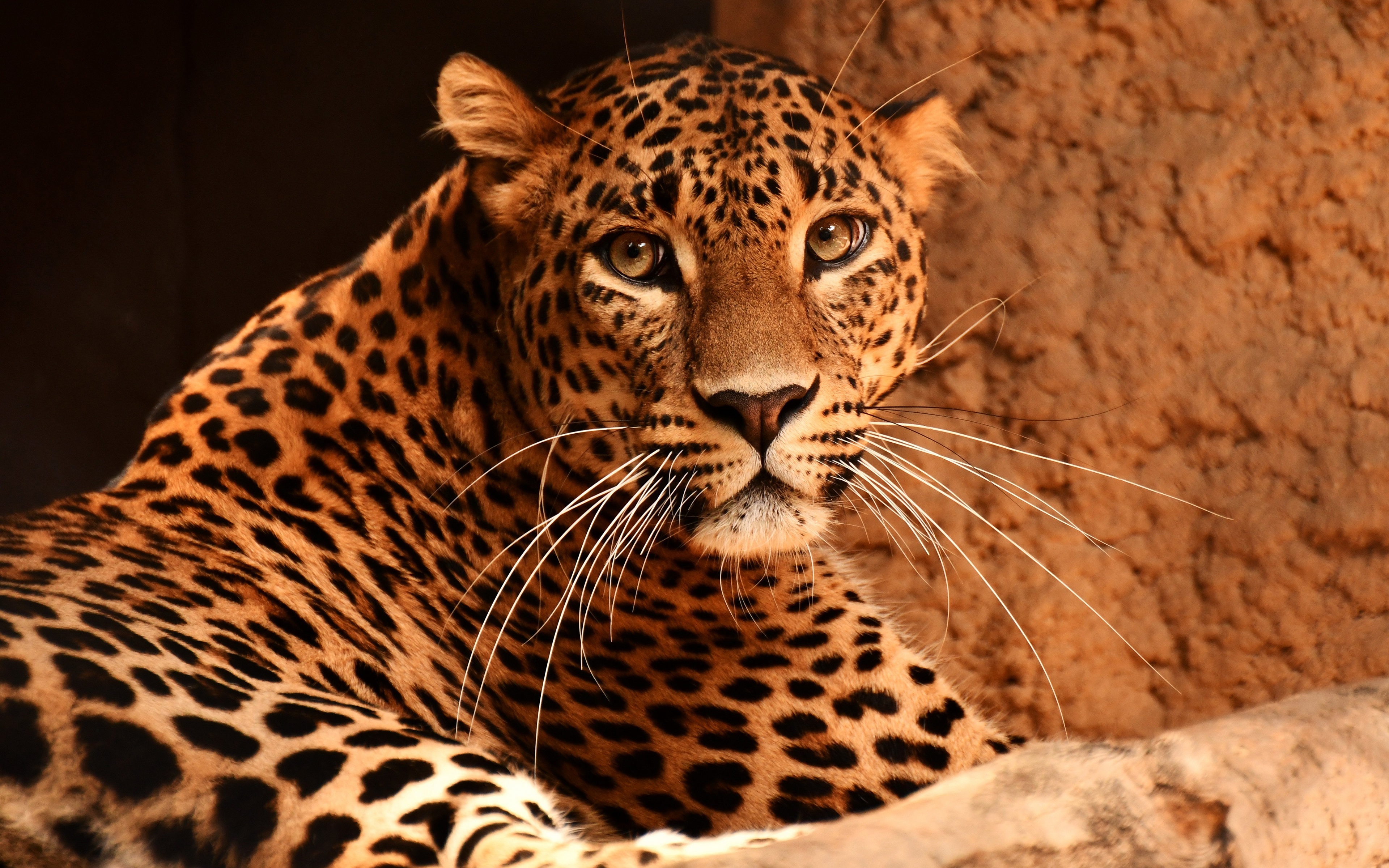 Animal Leopard 3840x2400