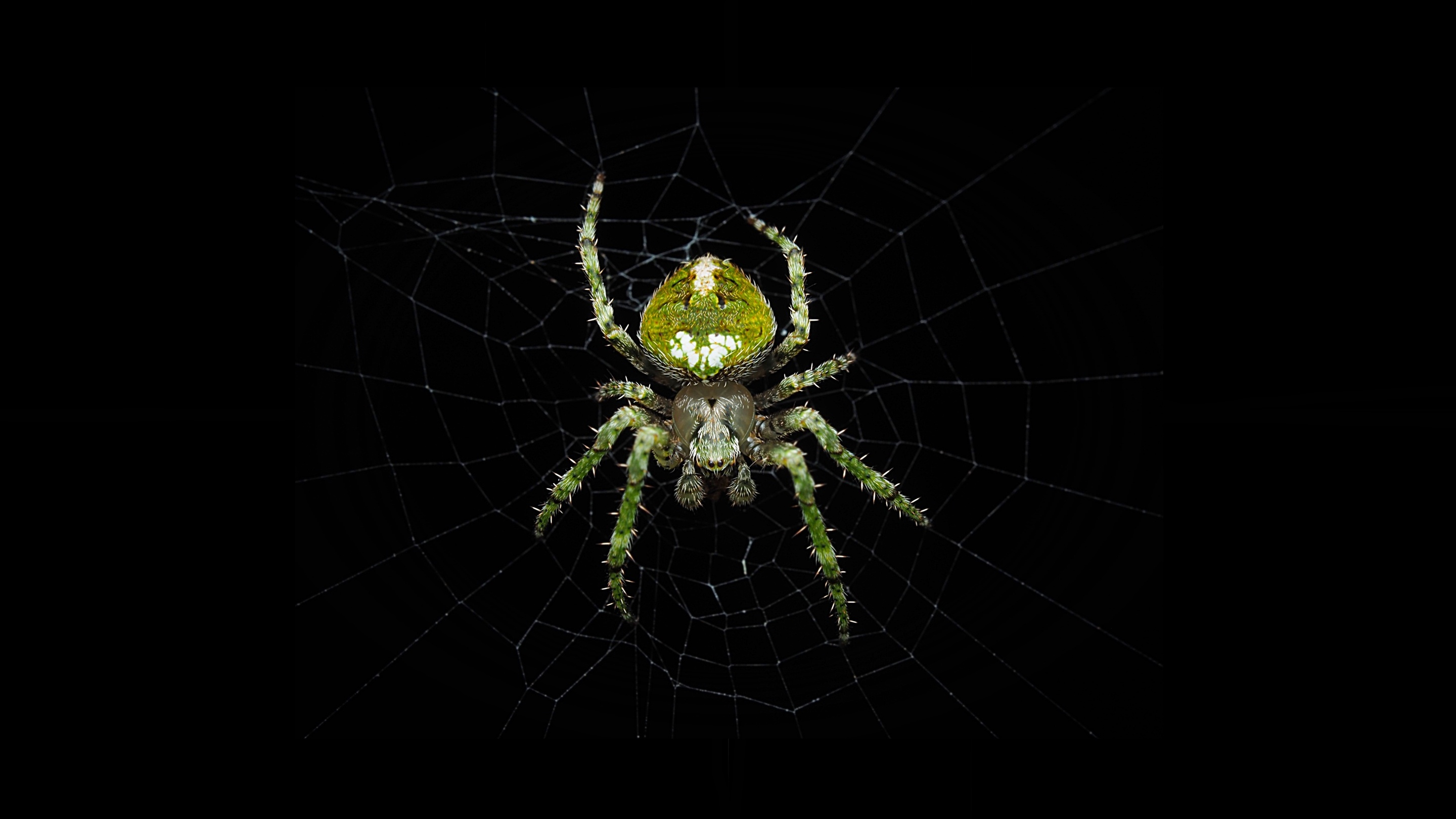 Animal Spider 2880x1620