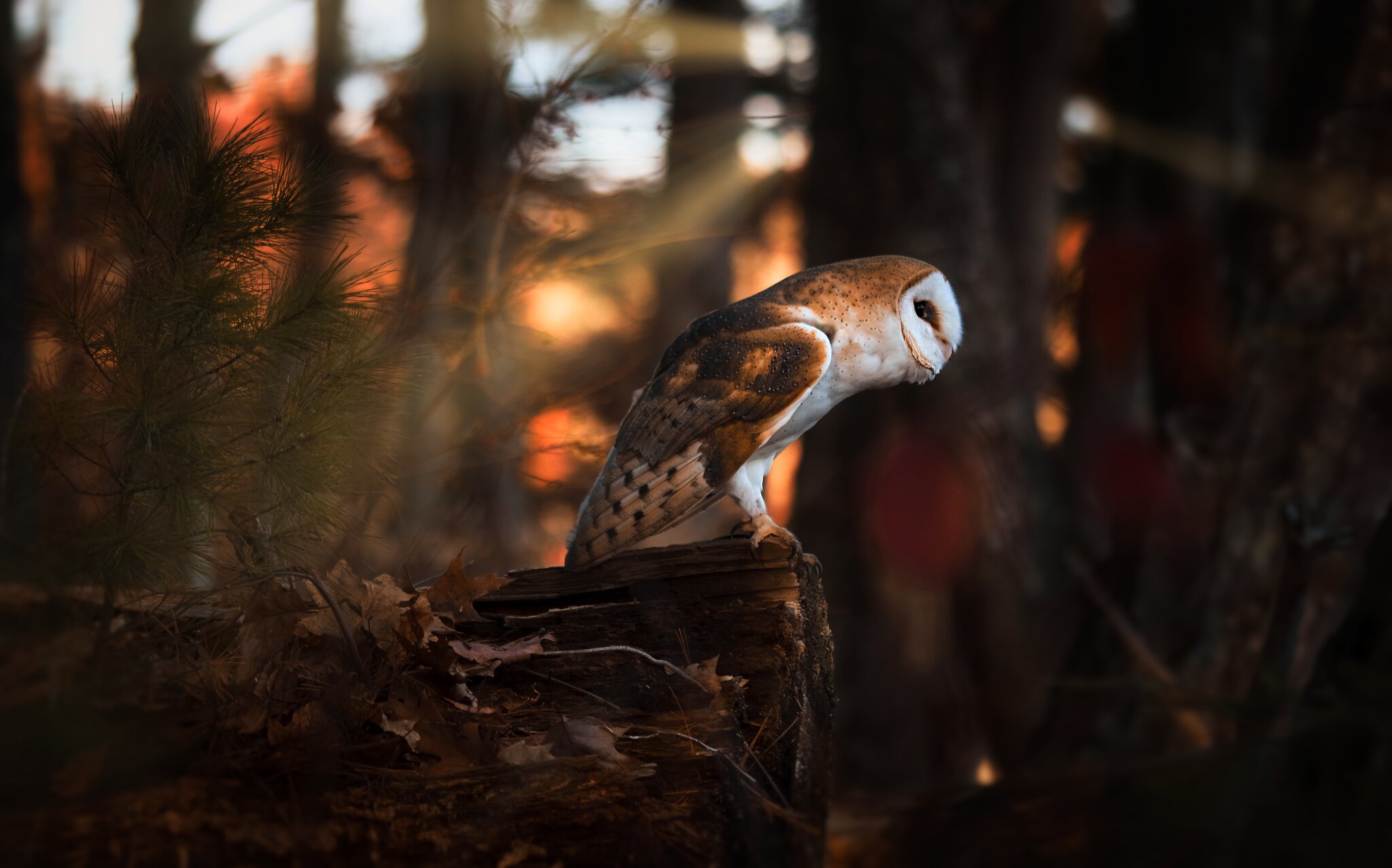 Barn Owl Bird Owl Wildlife 2048x1278