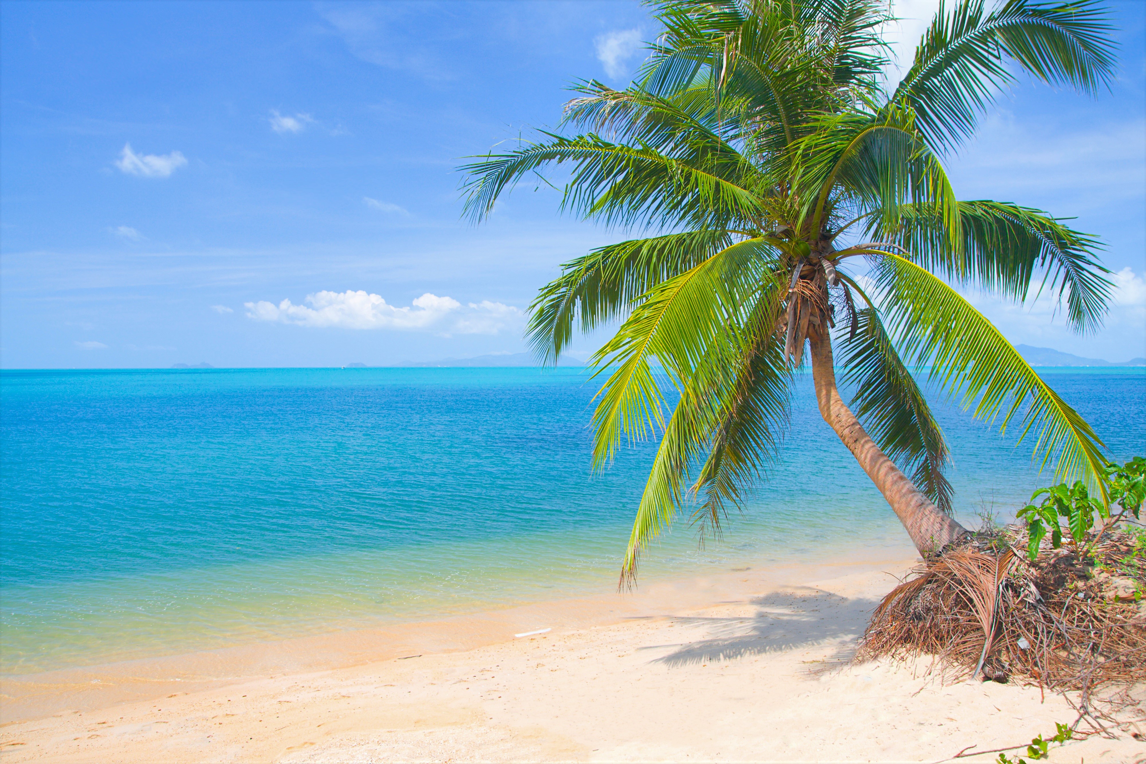 Beach Horizon Ocean Palm Tree Sea Tropical Turquoise 4000x2667
