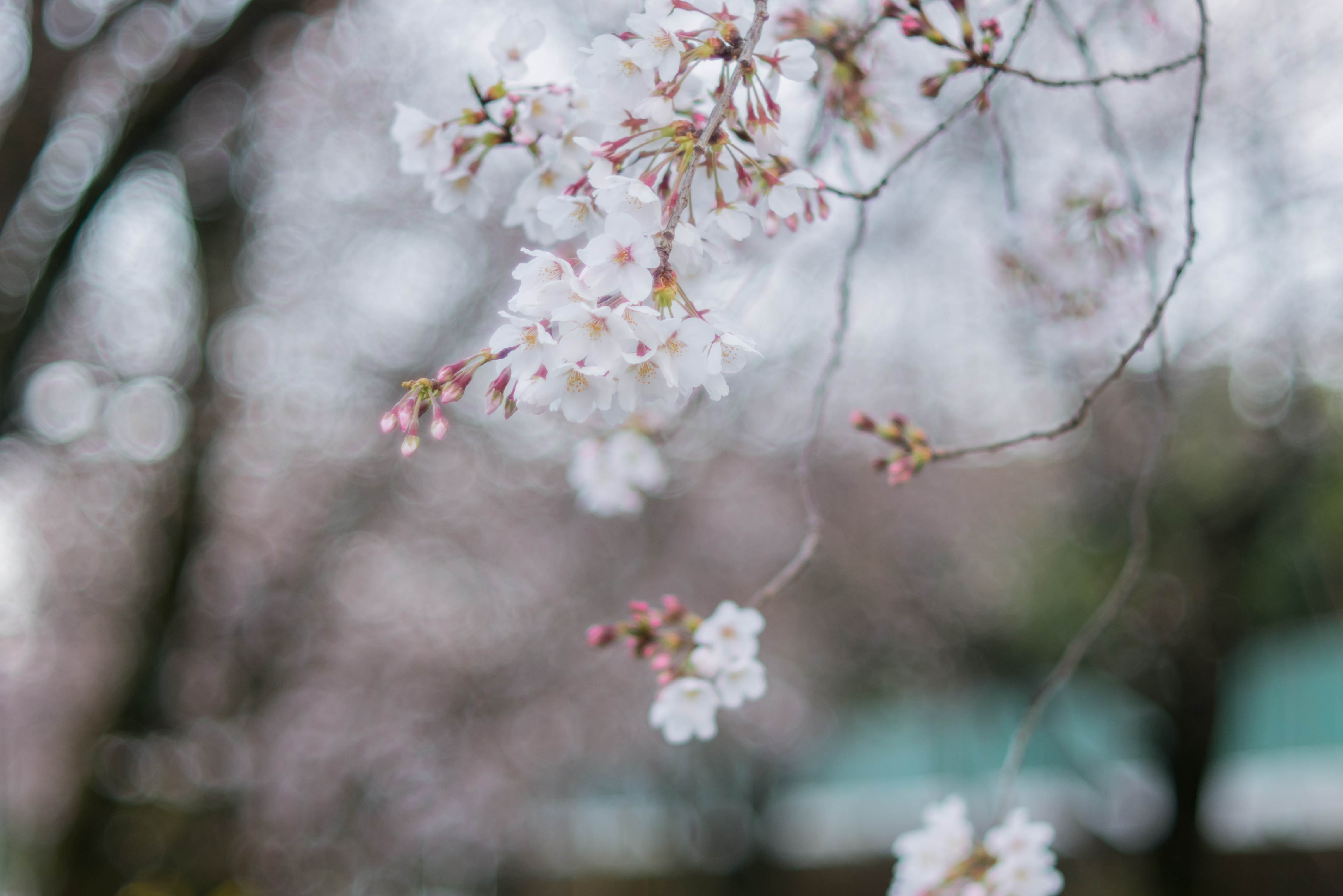 Cherry Blossom Japan Spring Floral Trees Winter Bokeh Depth Of Field 4592x3064