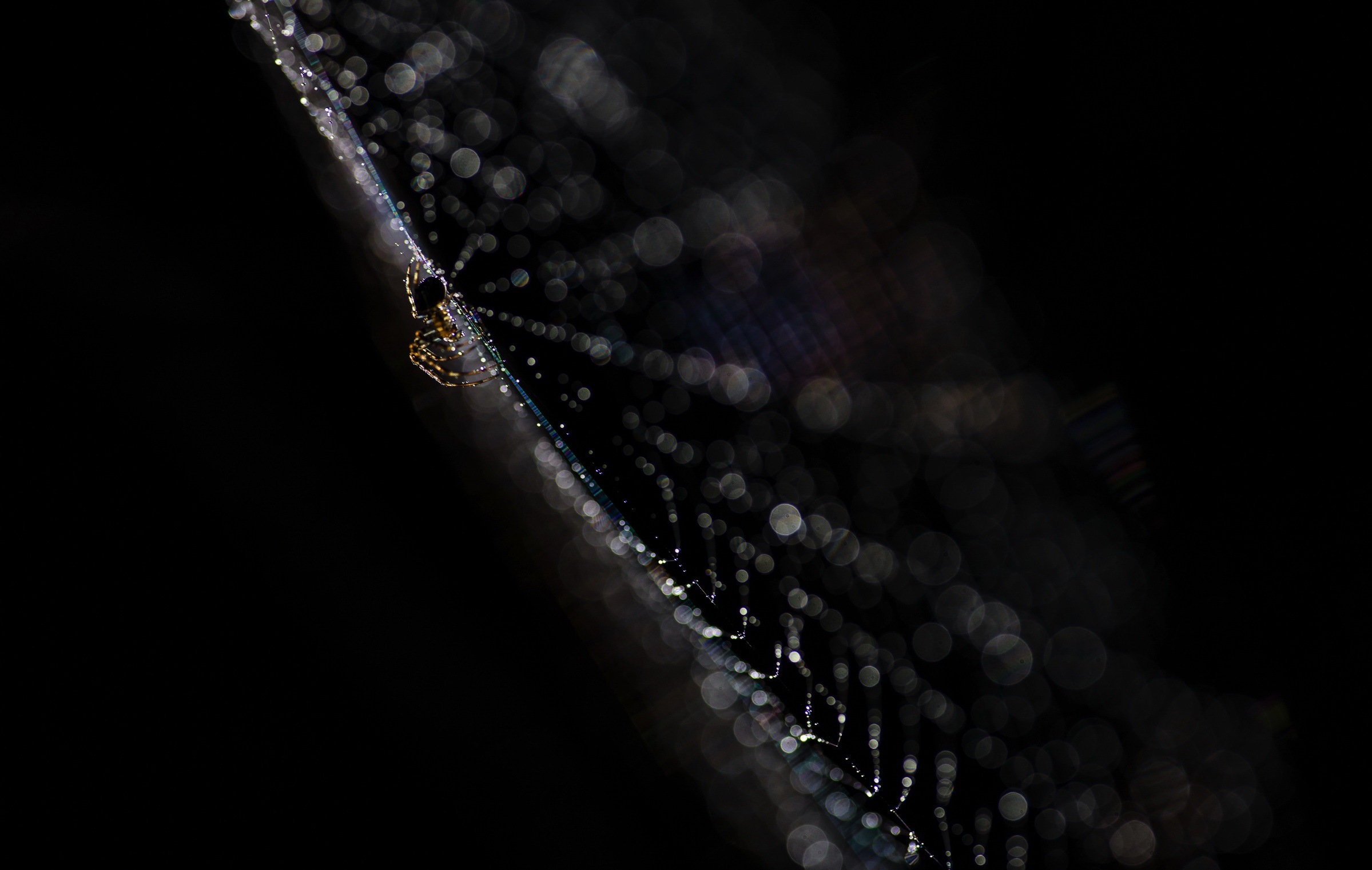 Arachnid Bokeh Macro Spider Spider Web 2399x1522