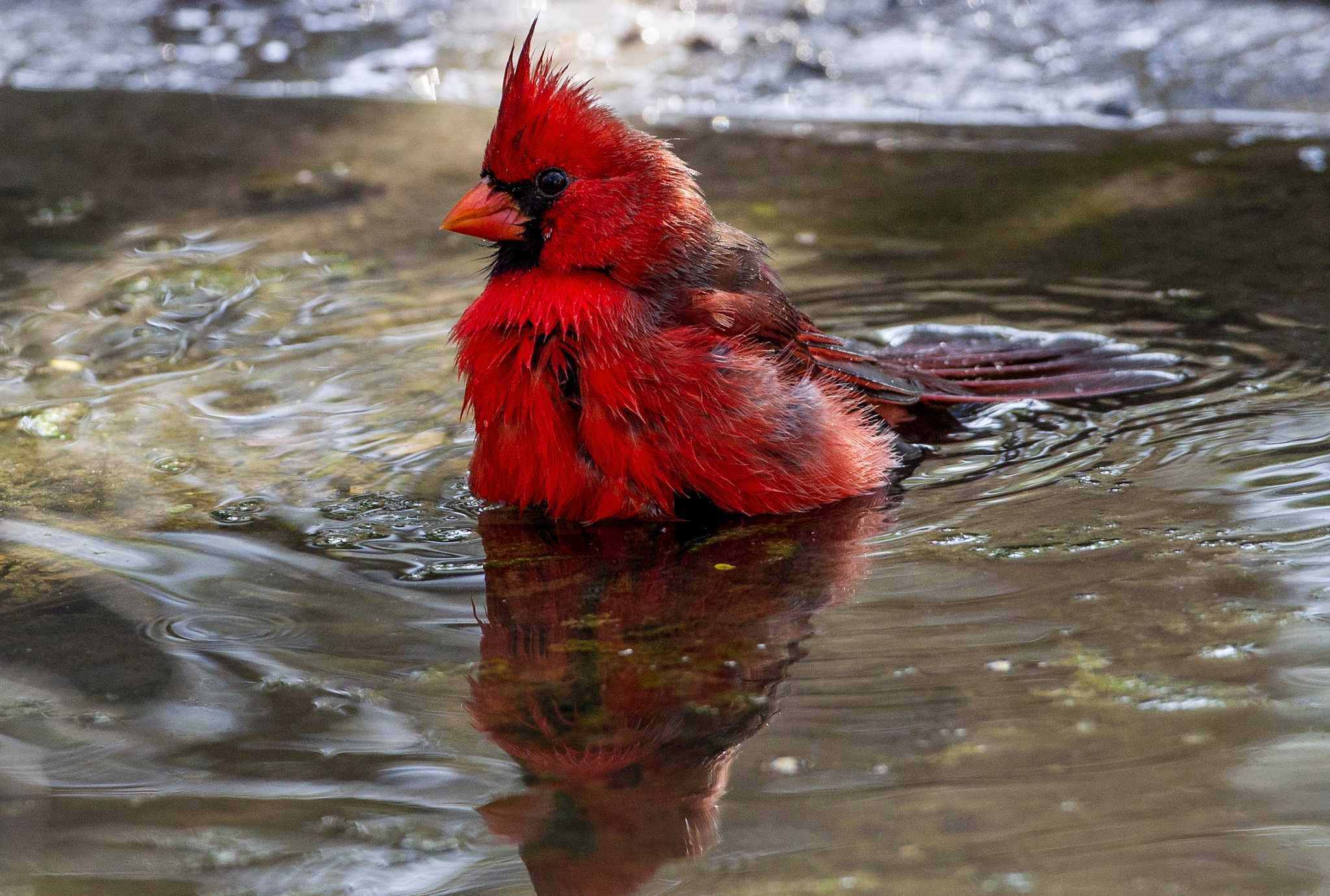 Bird Cardinal Reflection Water Wildlife 2048x1380