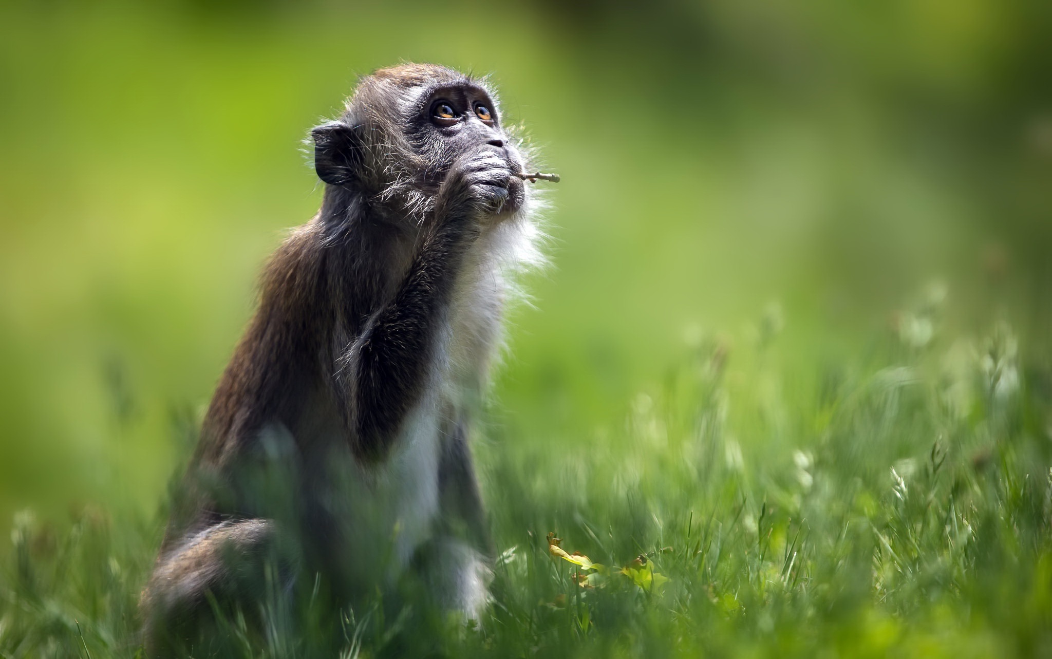 Macaque Monkey Primate Wildlife 2048x1283