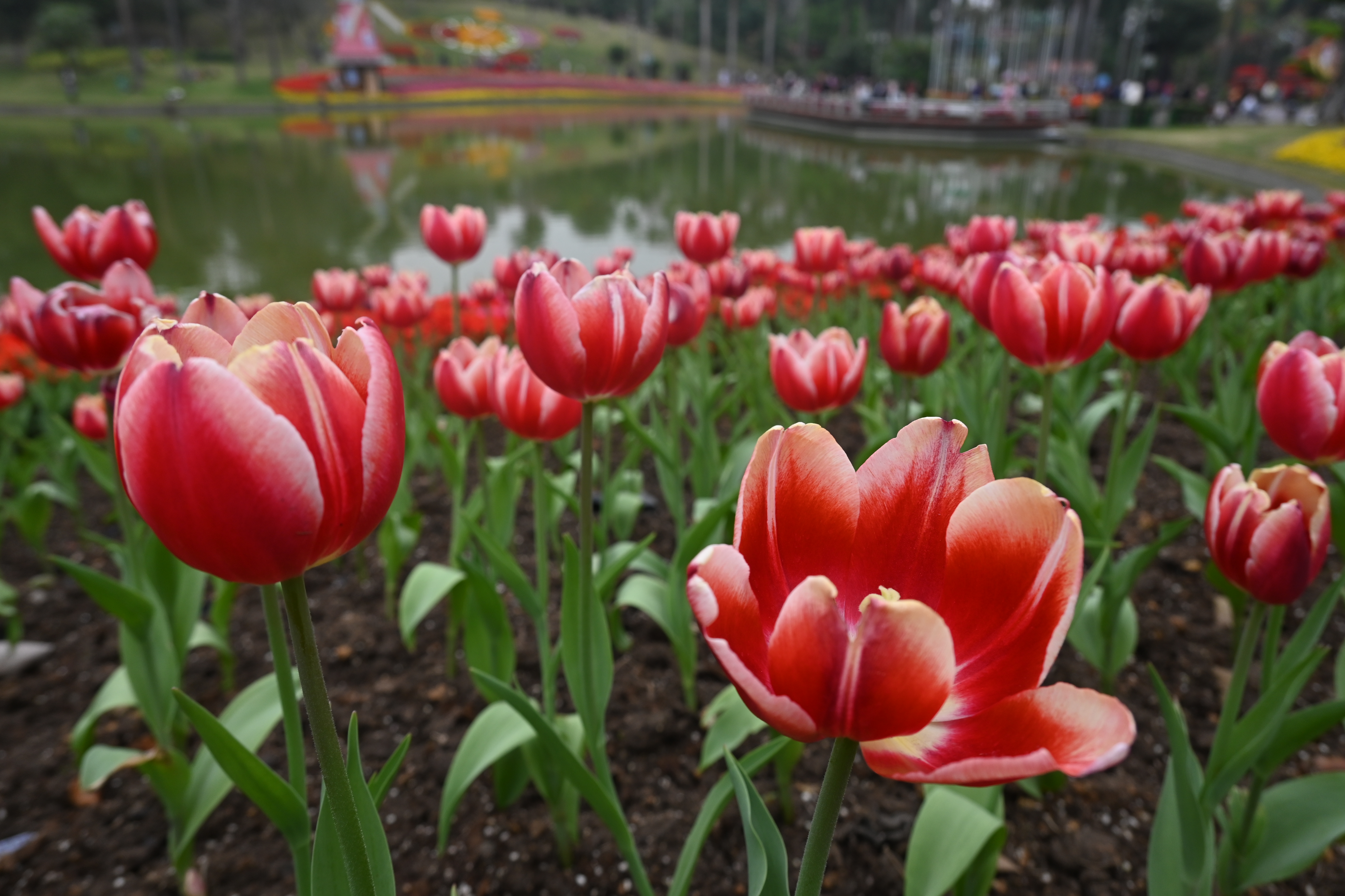 Flowers Plants Tulips Red Flowers Outdoors 5568x3712