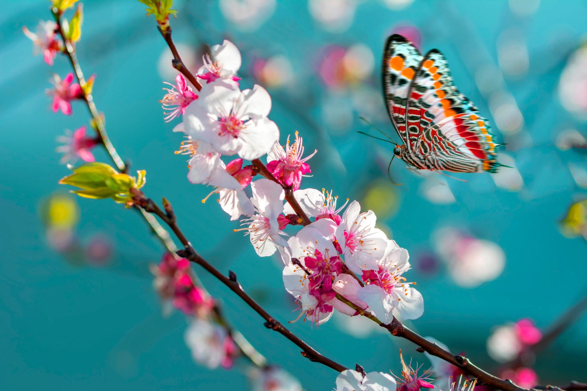 Blossom Butterfly Flower Insect Macro Spring 2048x1365