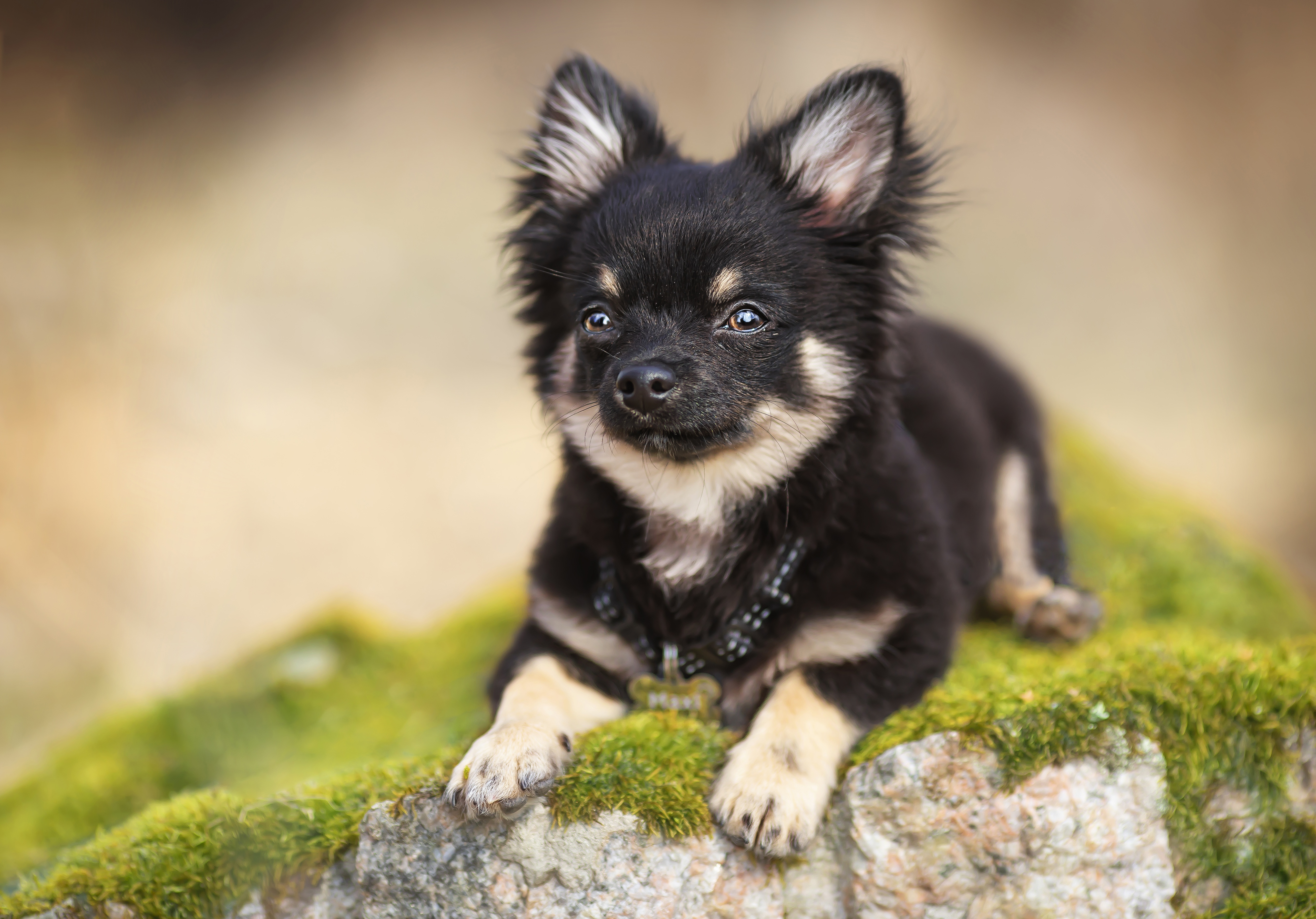 Chihuahua Dog Pet 5136x3585