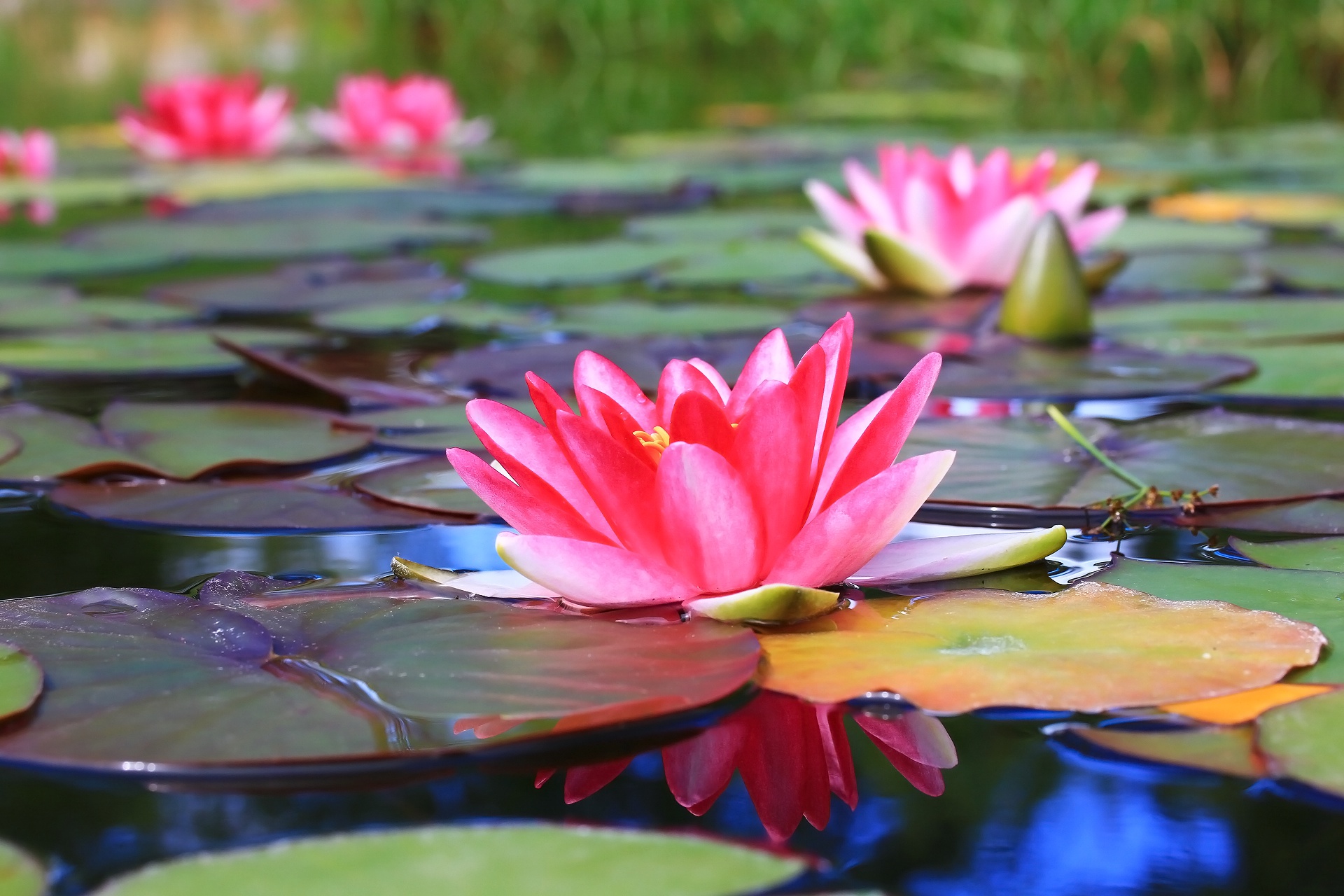 Pink Flower Water Lily 1920x1280