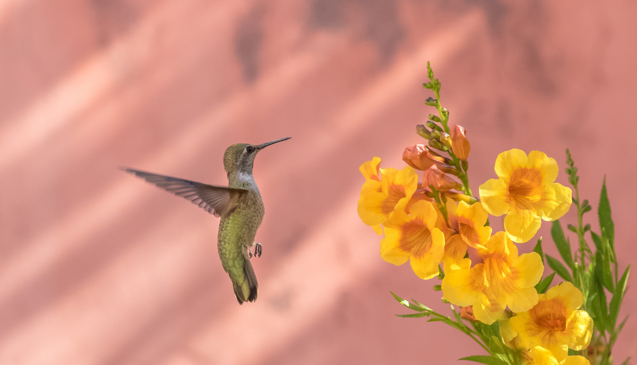 Bird Hummingbird Wildlife Yellow Flower 2048x1173