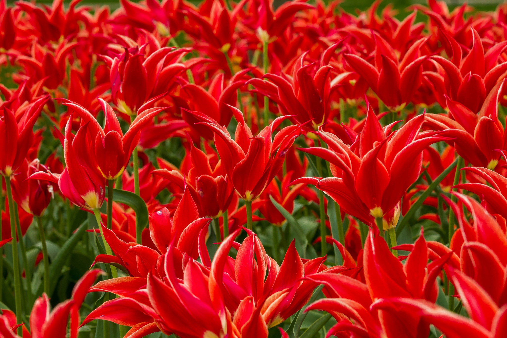 Flower Nature Red Flower 2048x1365