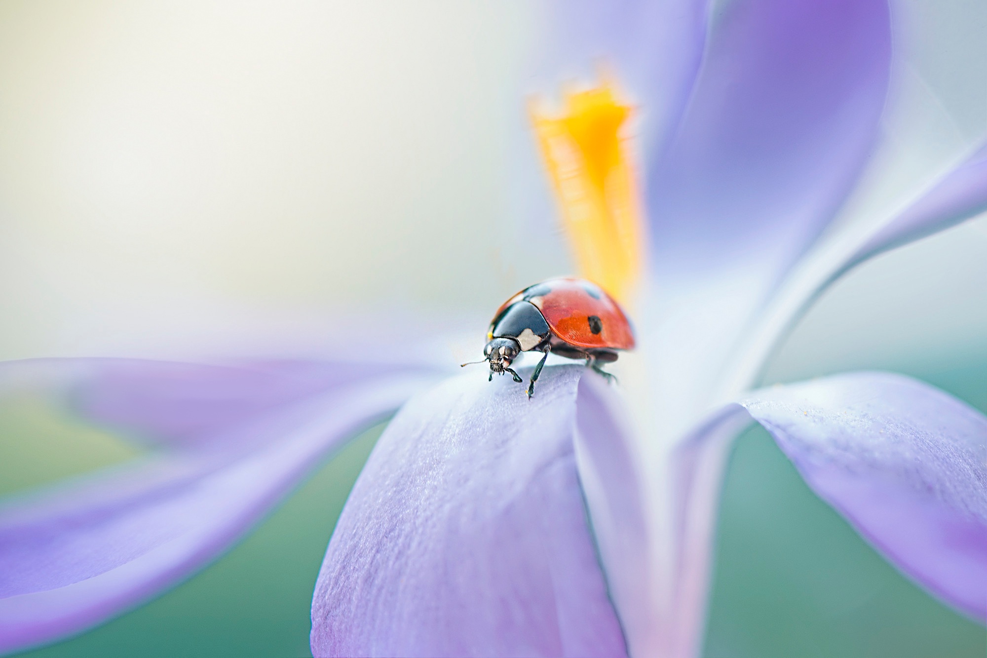 Flower Insect Ladybug Macro 2000x1333