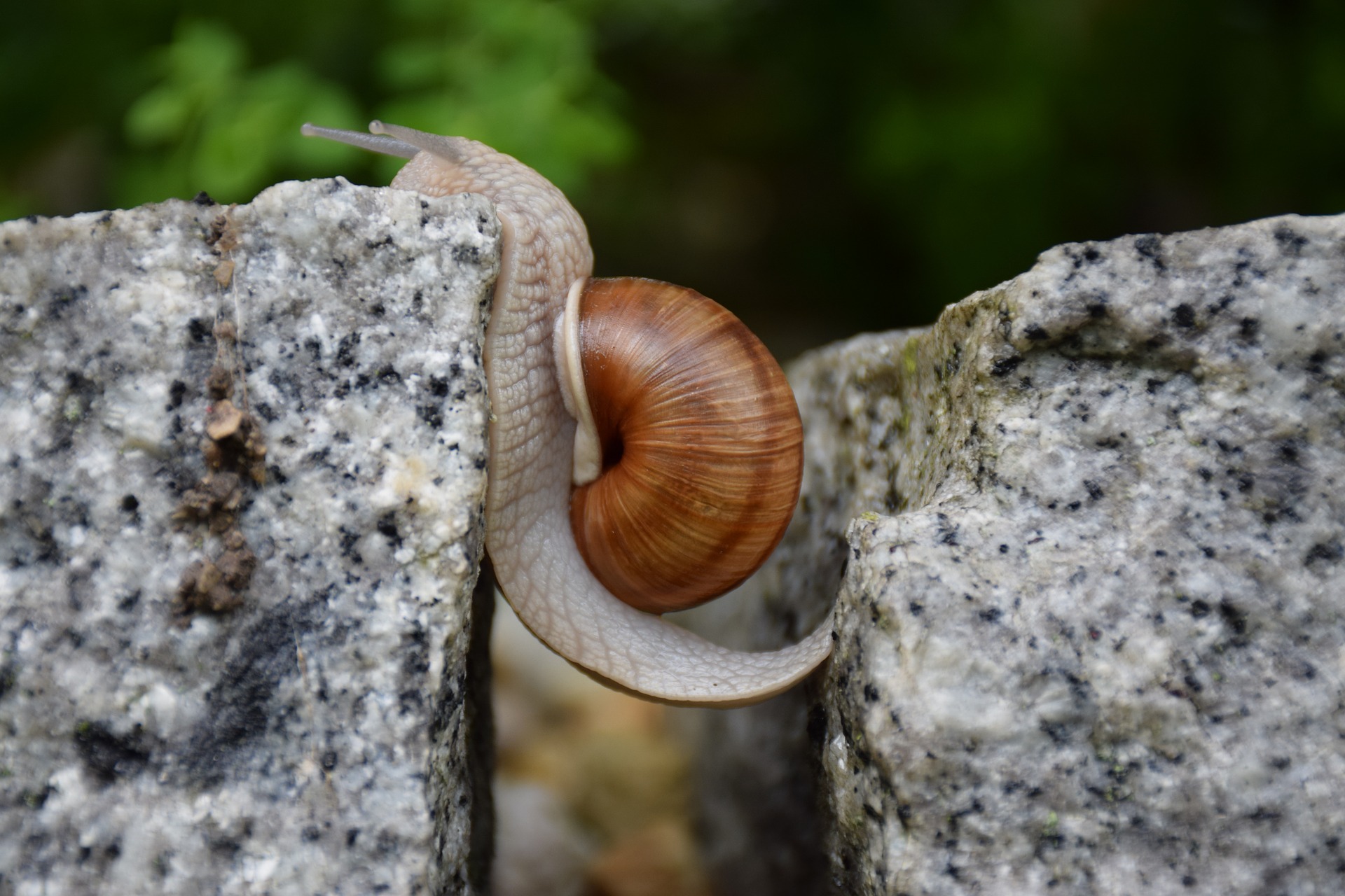 Macro Snail 1920x1280