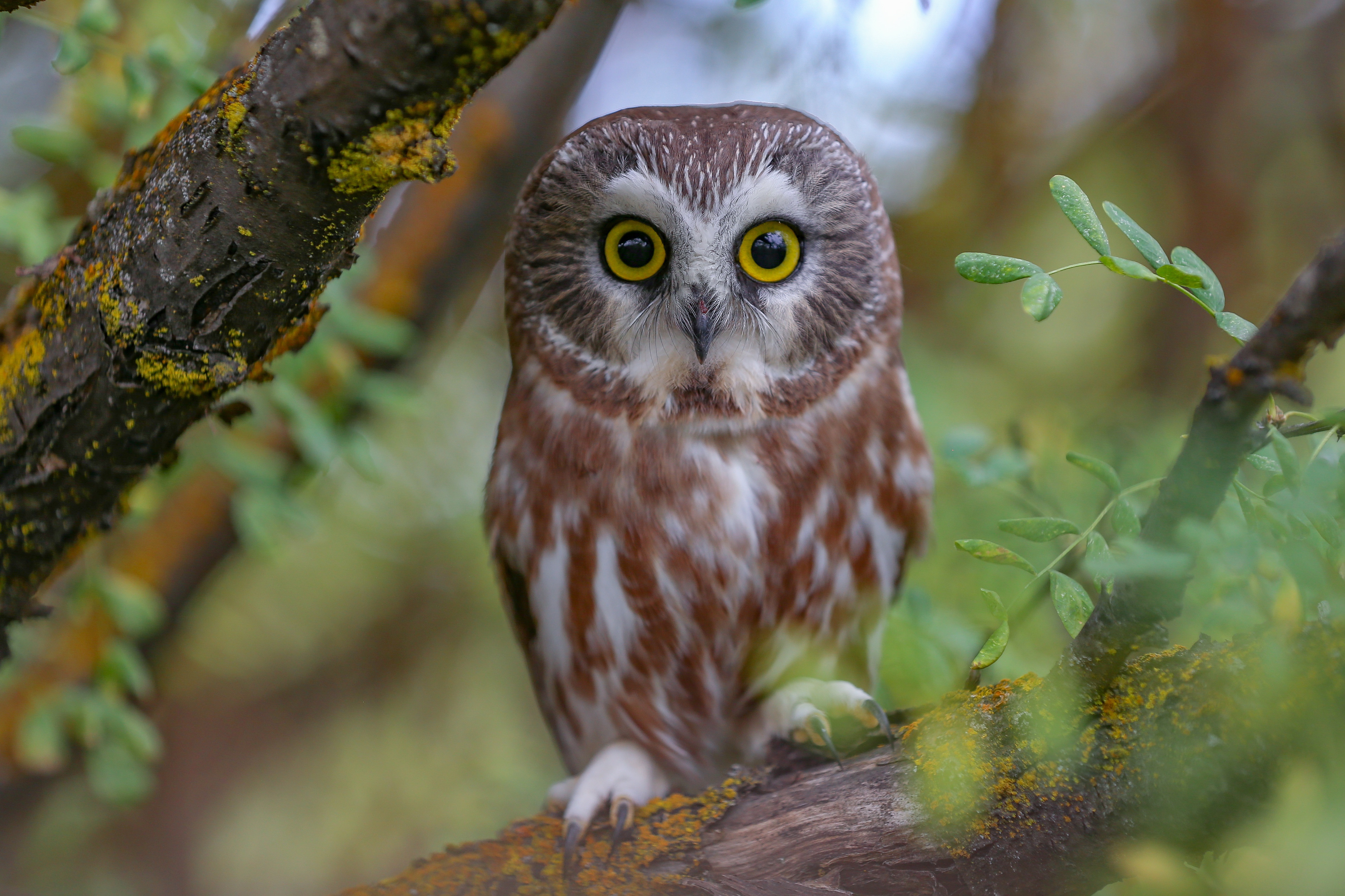 Bird Branch Owl Wildlife 4625x3083