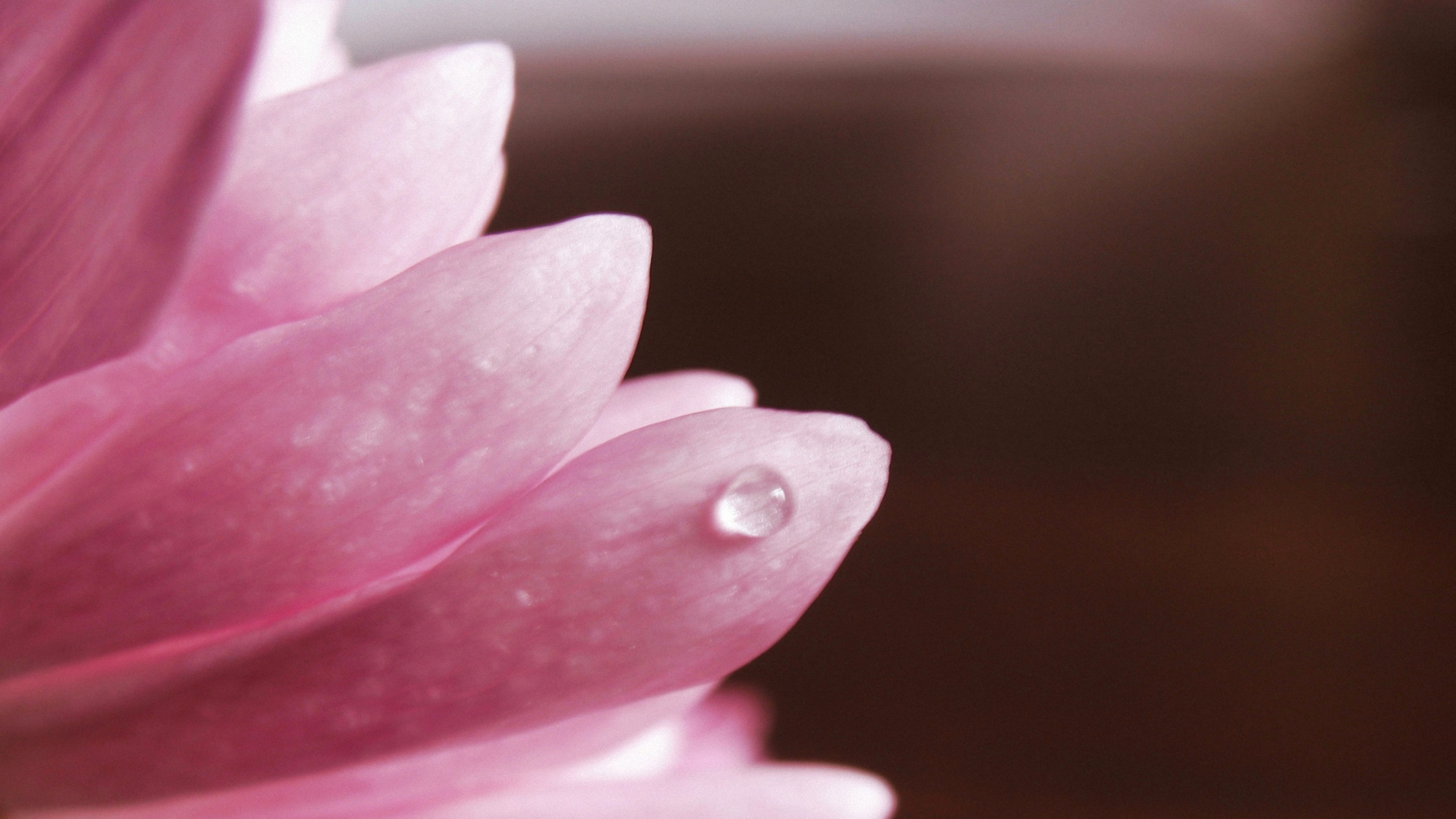 Close Up Flower Macro Petal Pink Flower Water Drop 2600x1463