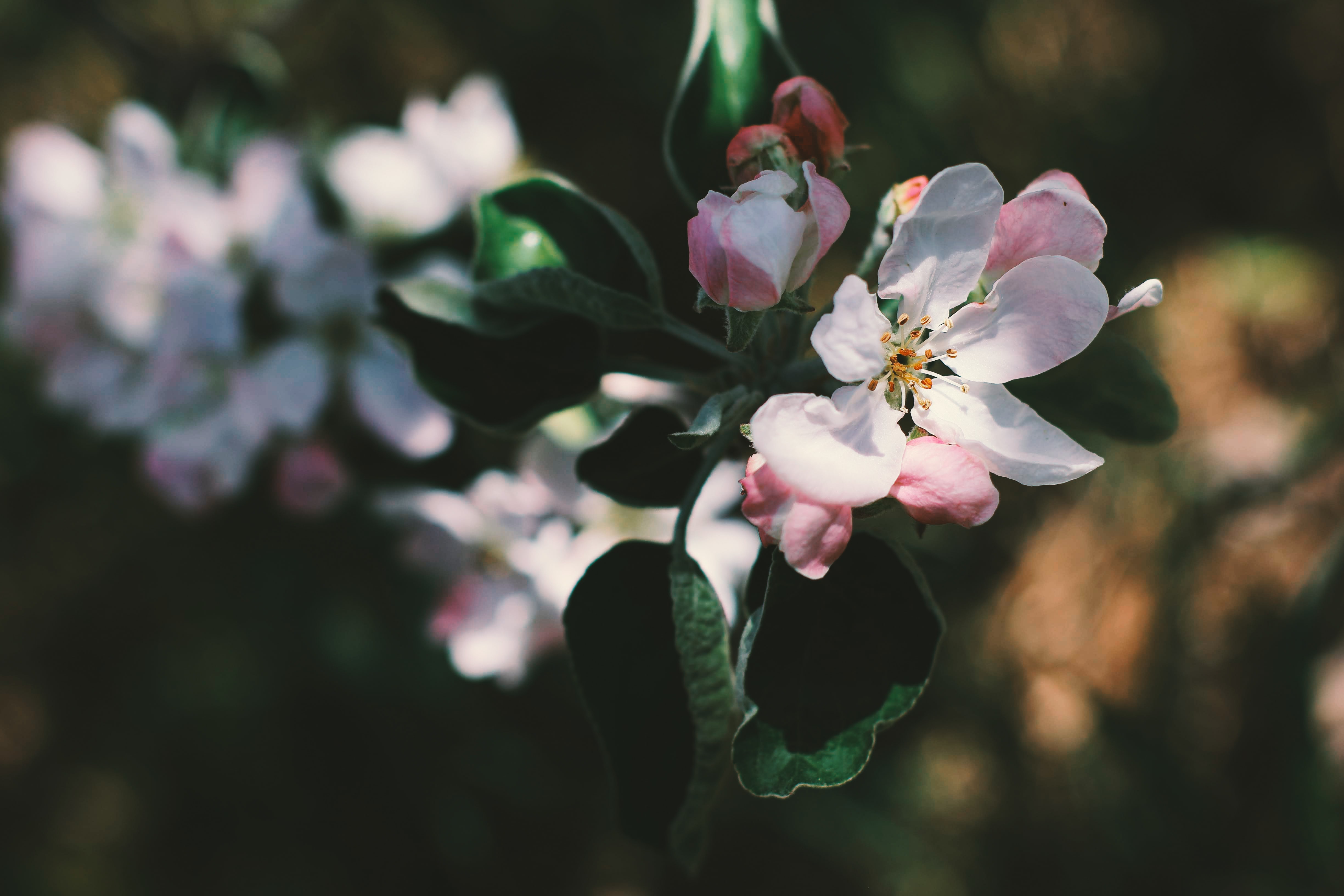 Apple Blossom Branch Flower Spring 4898x3265