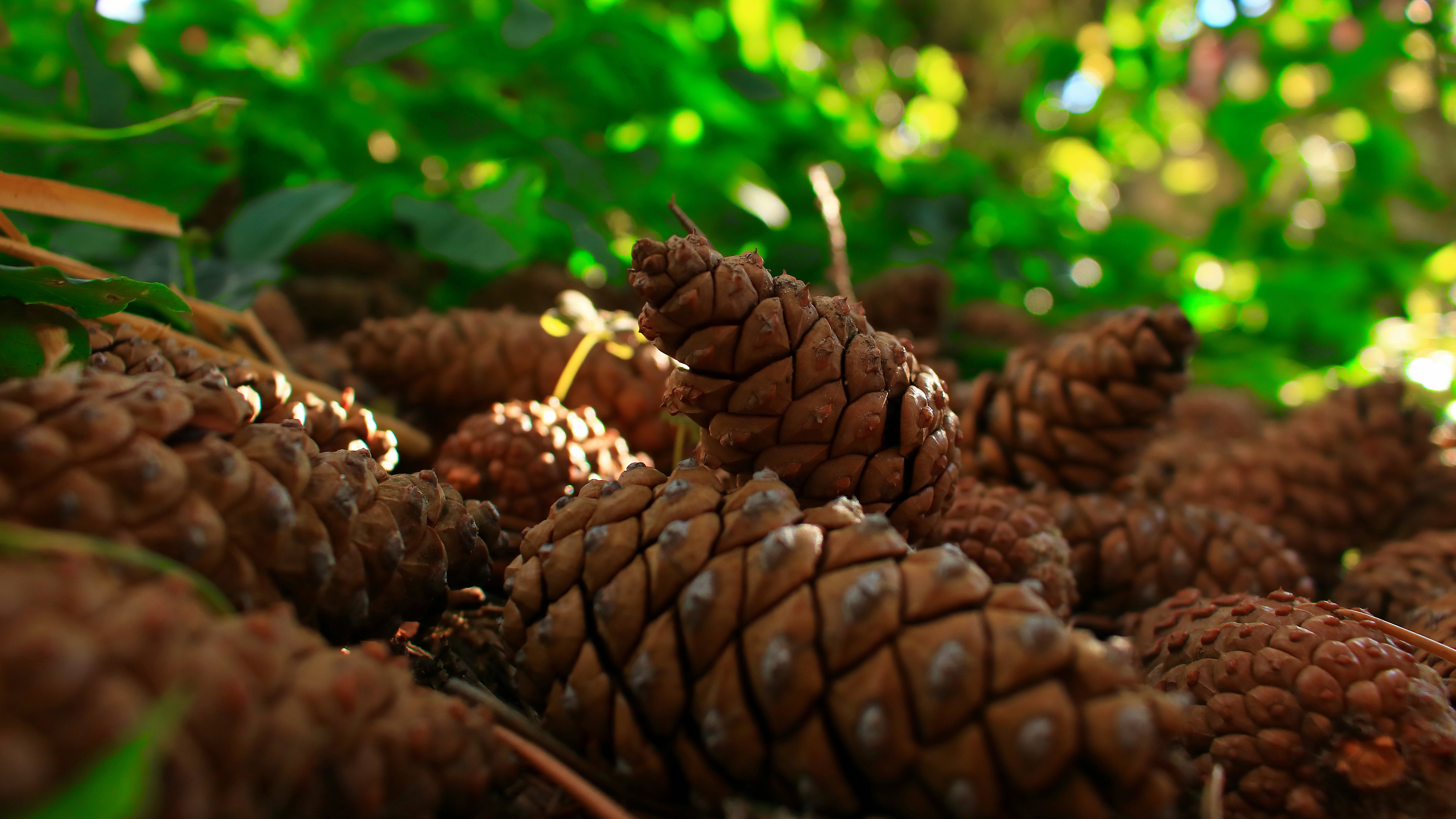 Macro Nature Pine Cone 3840x2160