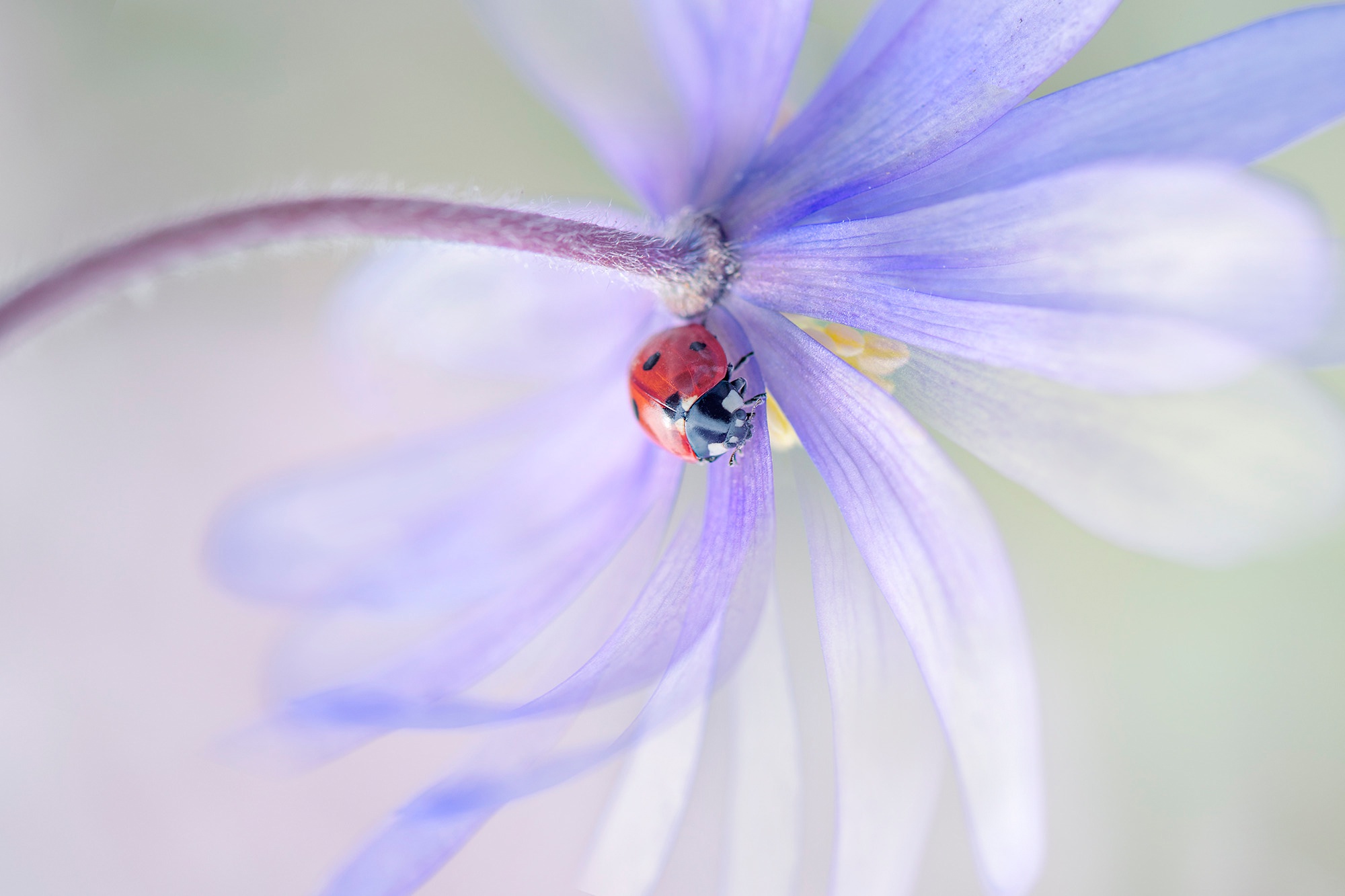 Flower Insect Ladybug Macro 2000x1333