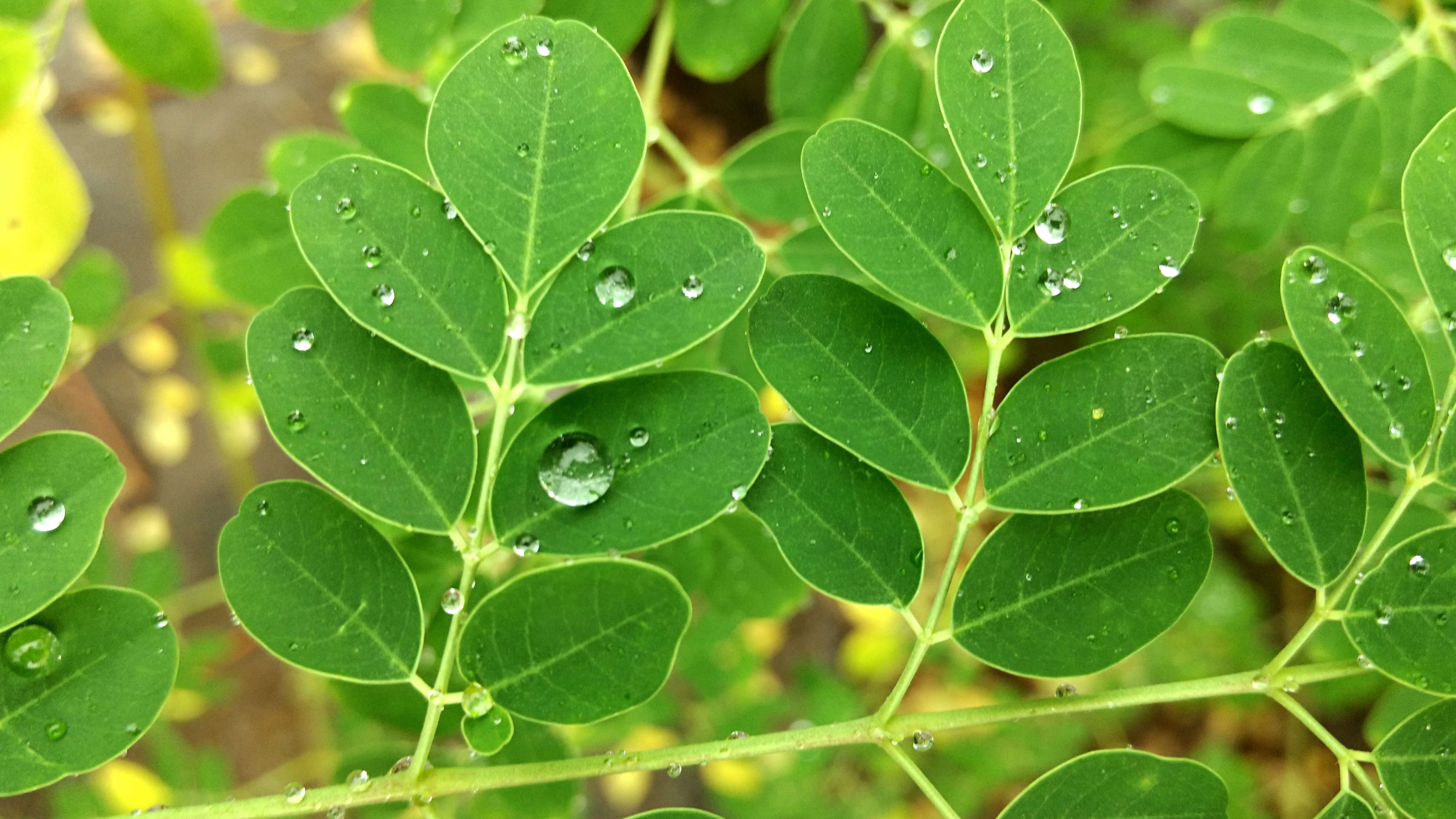 Leaf Macro Raindrops Water Drop 4604x2590