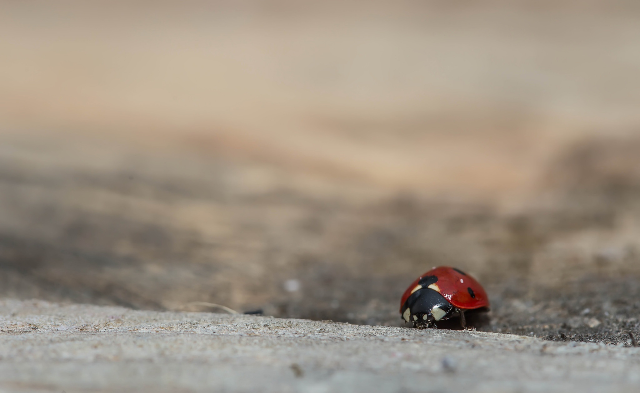 Insect Ladybug Macro 2048x1259