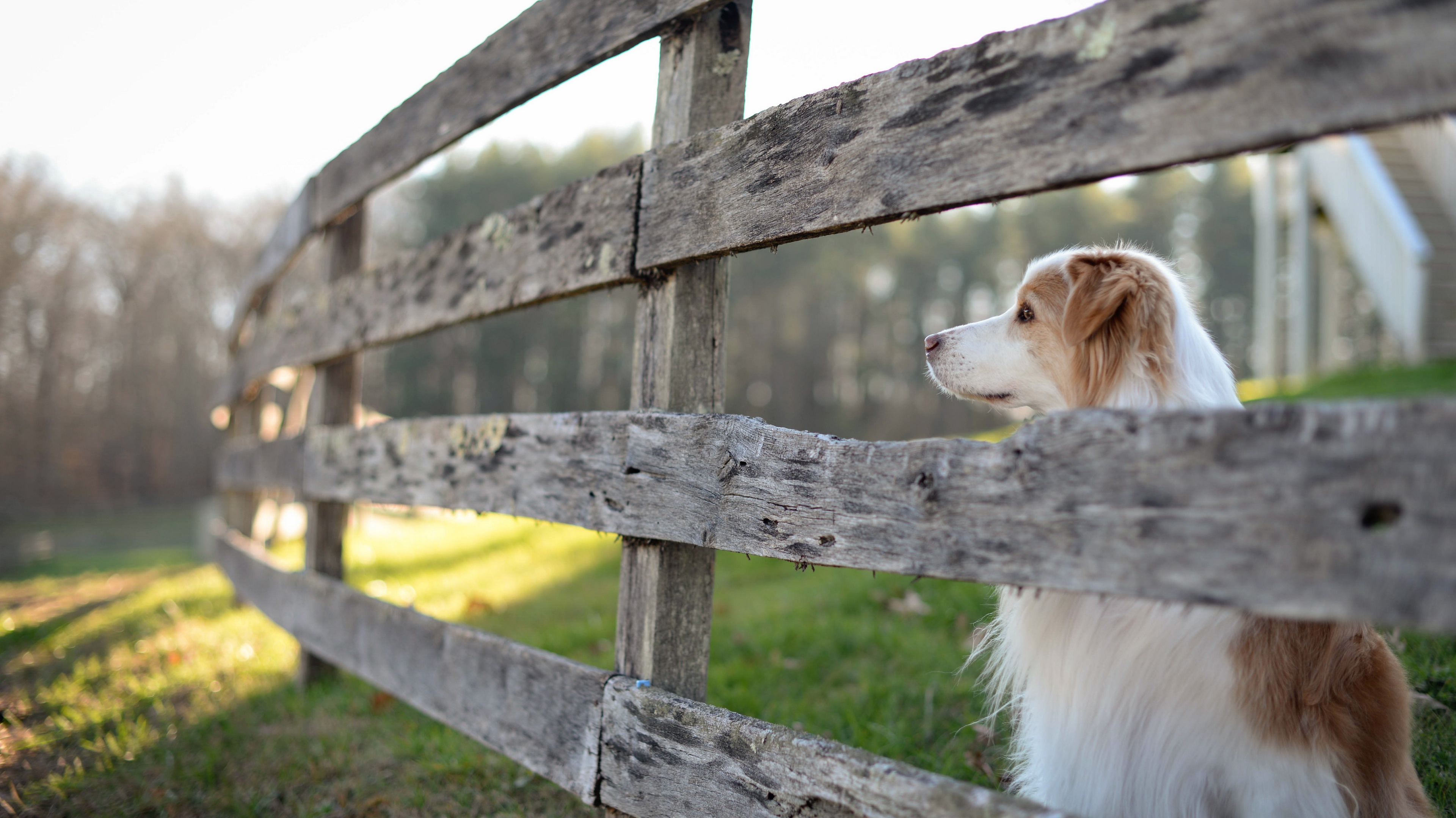 Border Collie Dog Fence Pet 3840x2160