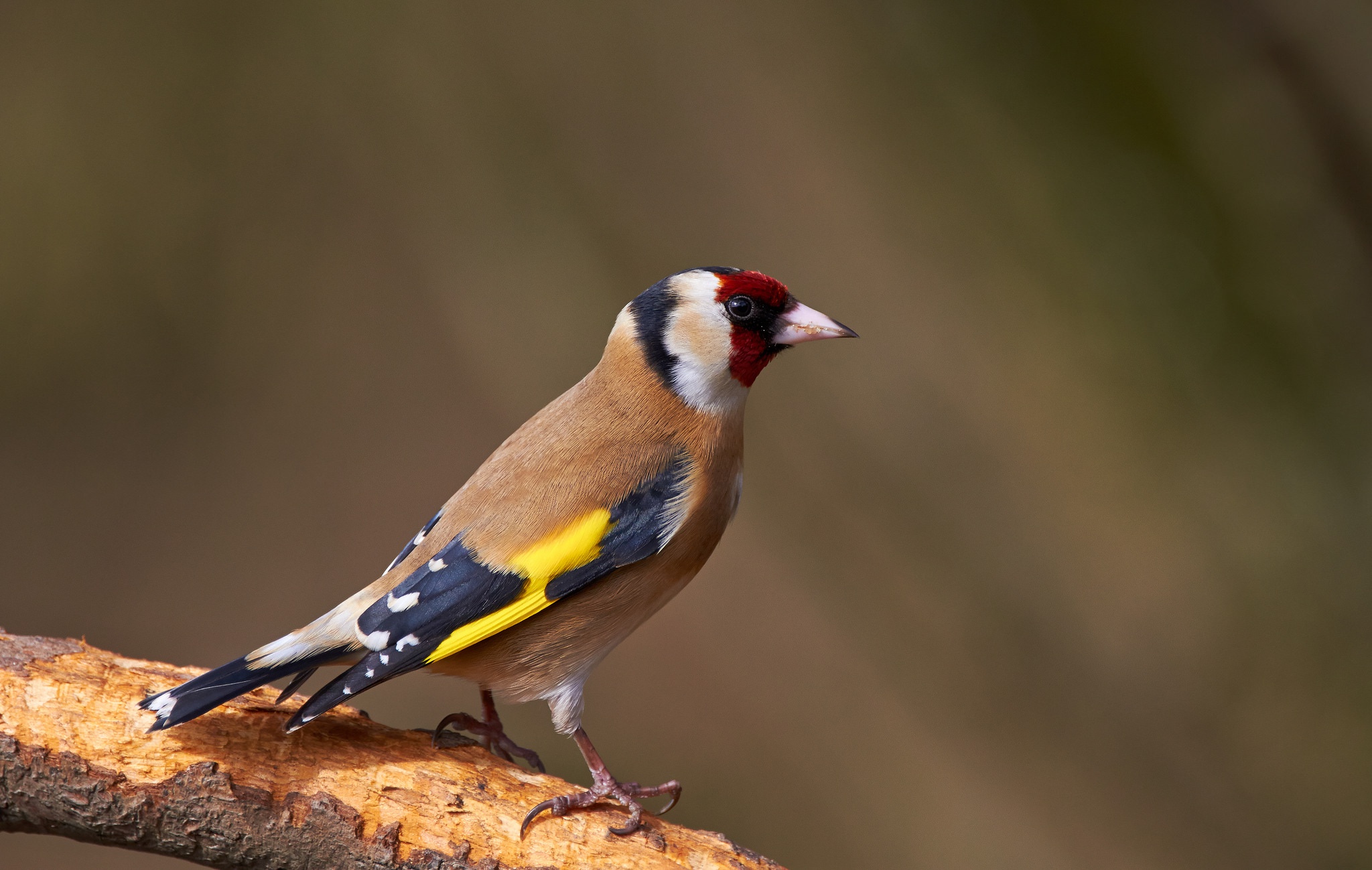 Bird Passerine Wildlife 2048x1299