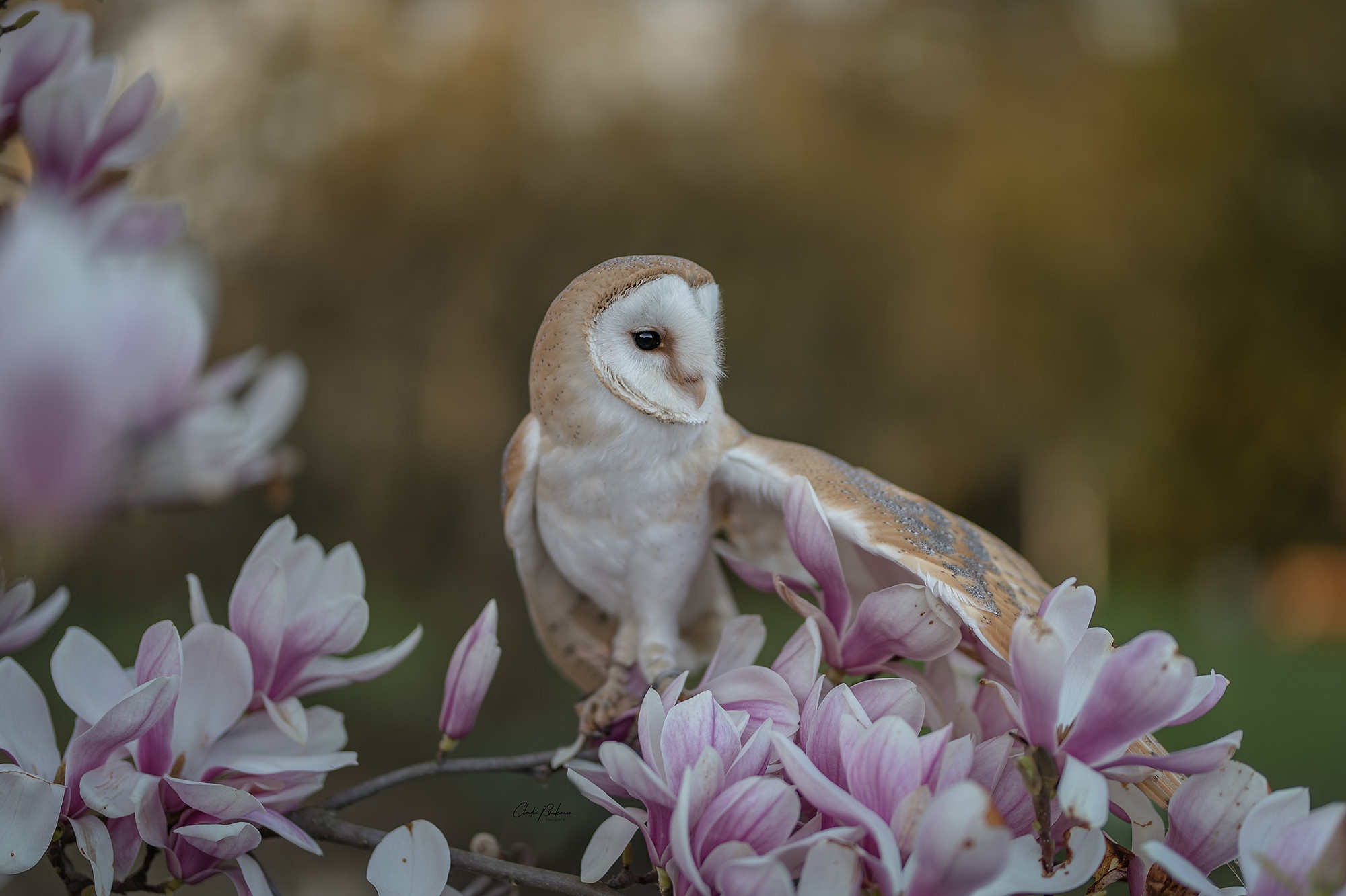 Barn Owl Bird Flower Owl Wildlife 2000x1333