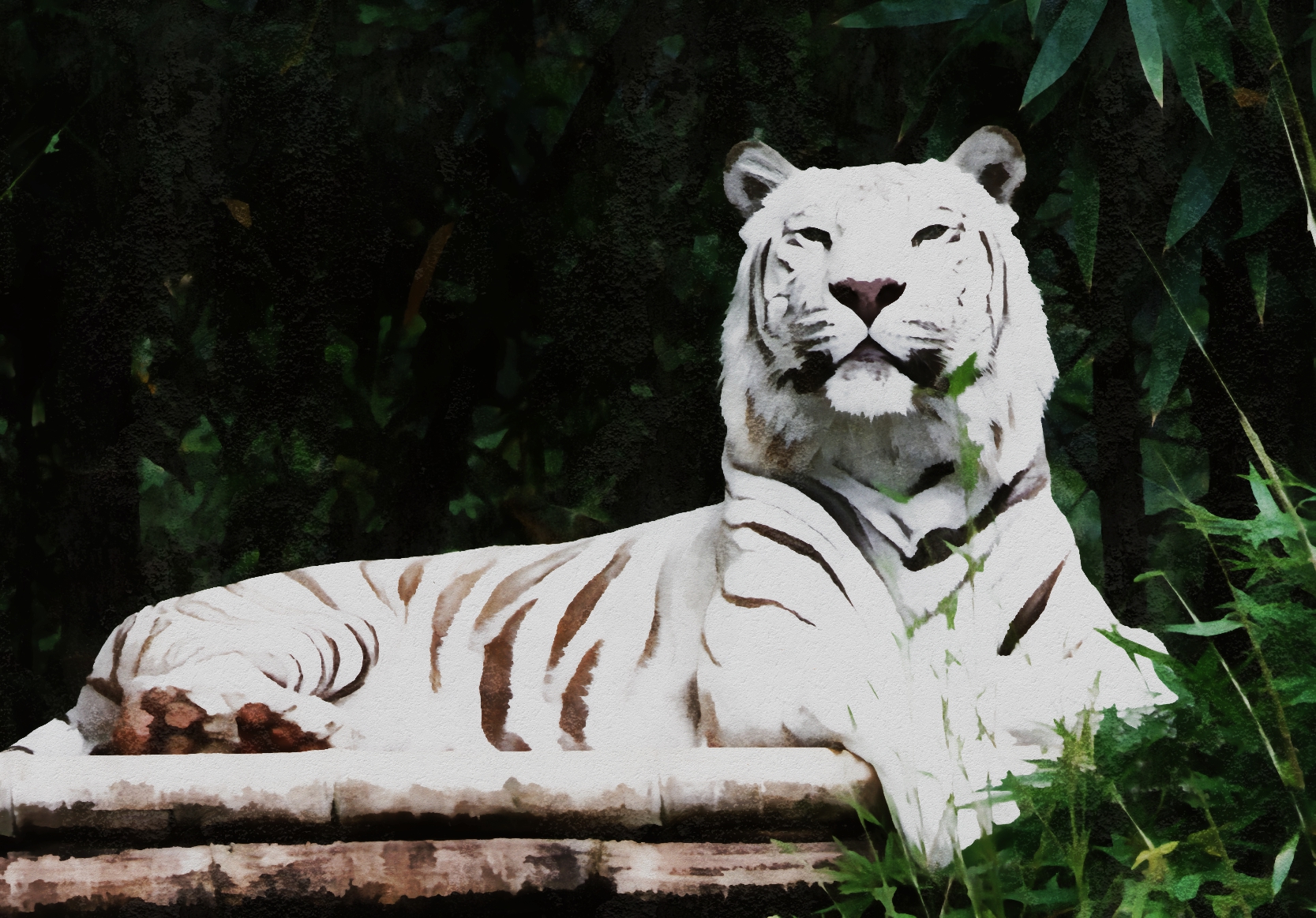Artistic Lying Down Stare White Tiger Zoo Predator Animal 1667x1163
