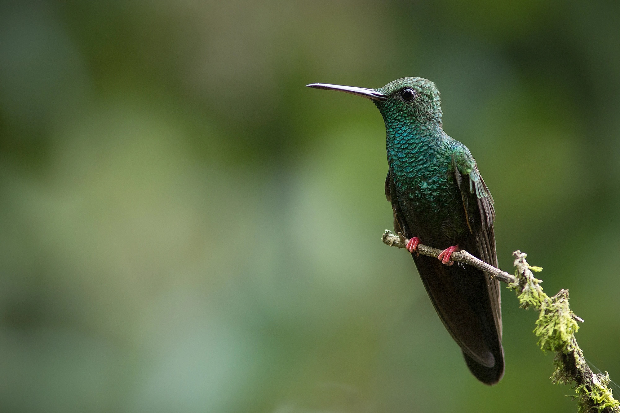 Bird Hummingbird Wildlife 2000x1334