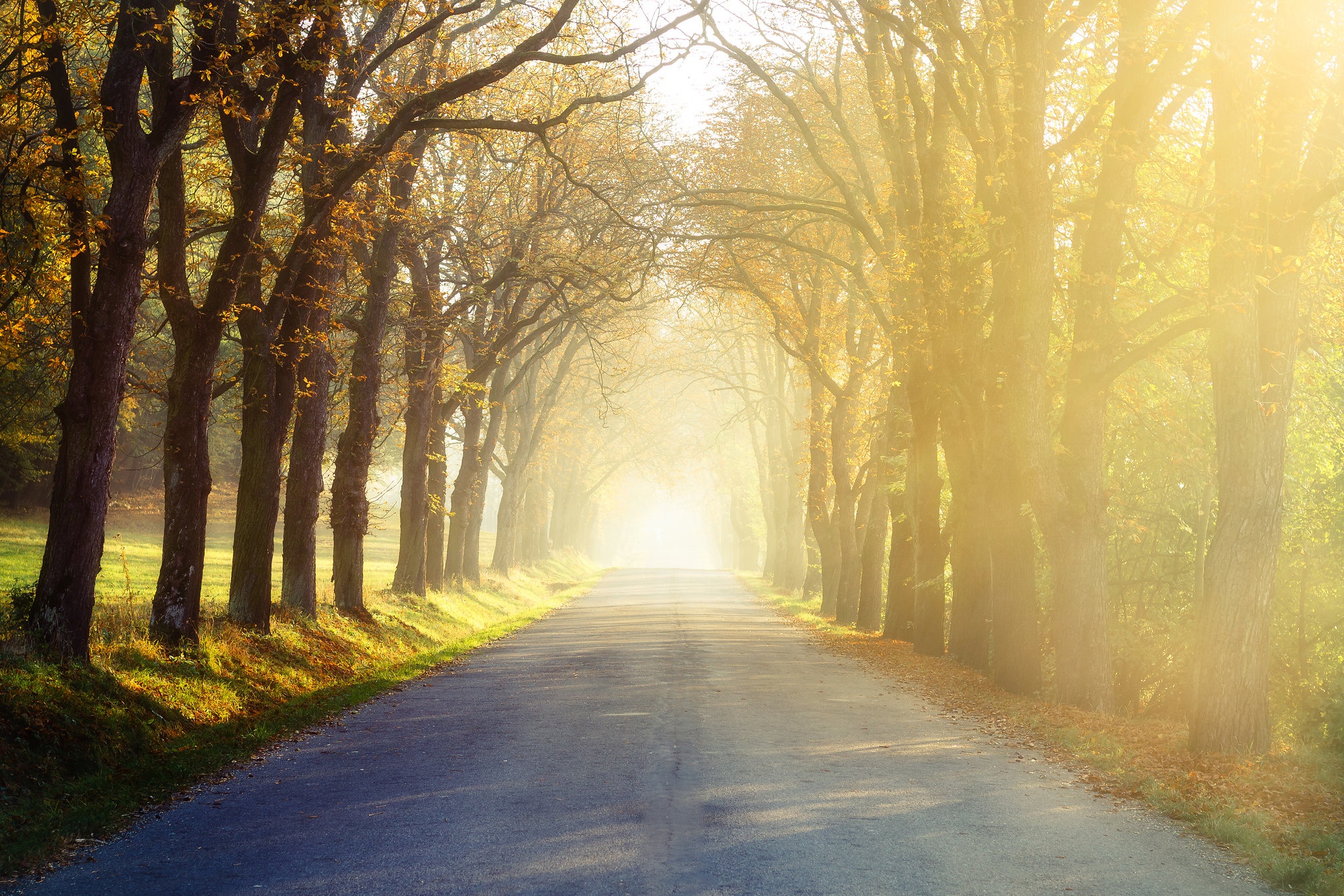 Nature Road Sunny Tree Lined 2048x1365