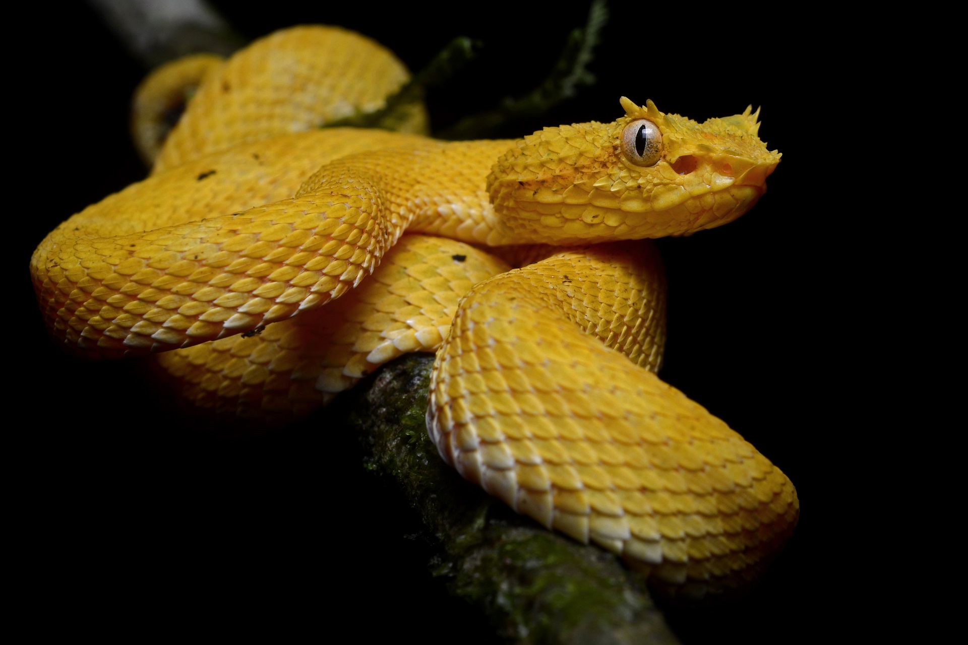 Eyelash Viper Snake 1920x1280