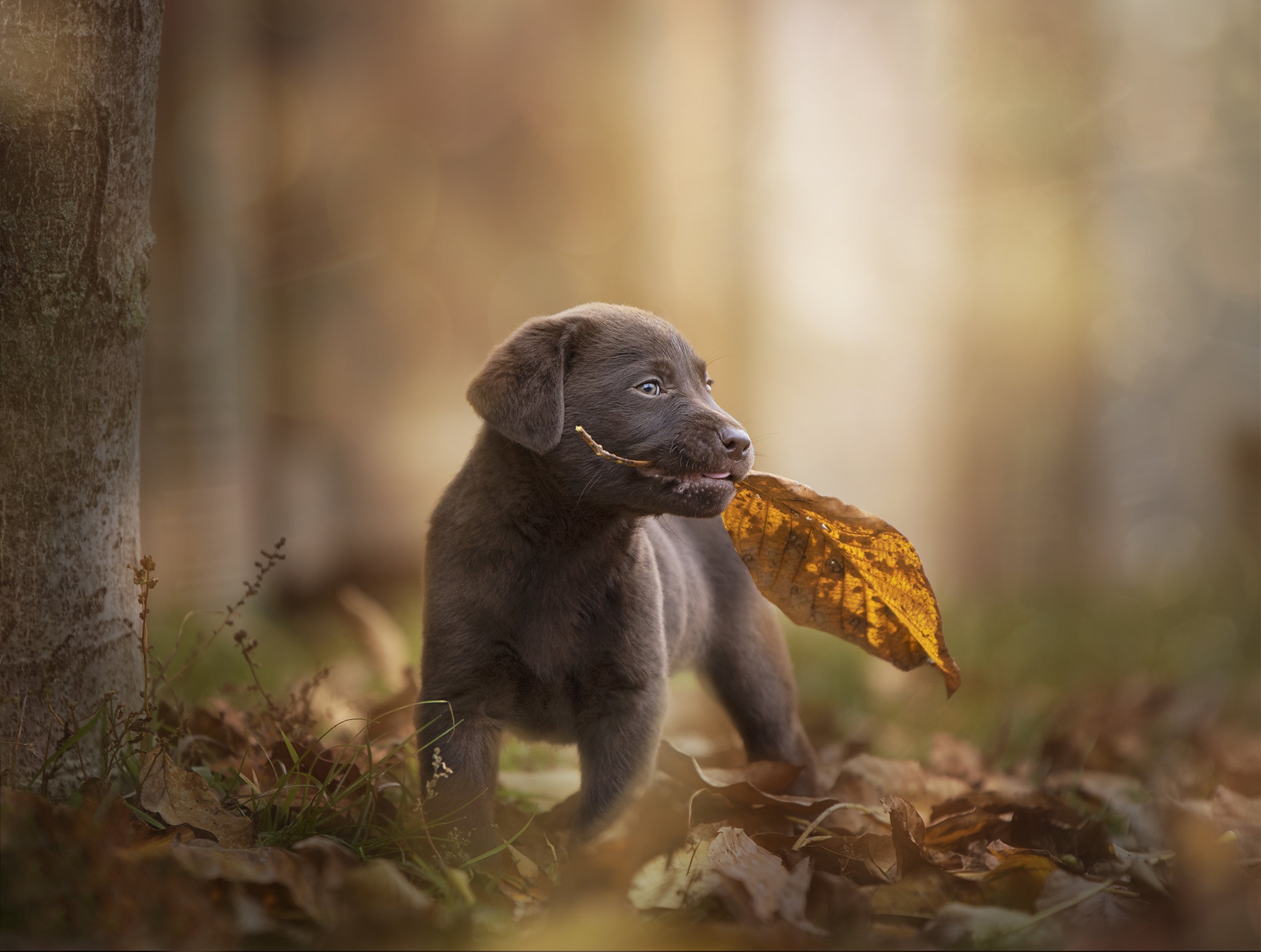 Puppies Leaves Outdoors Dog Animals Mammals 2048x1546