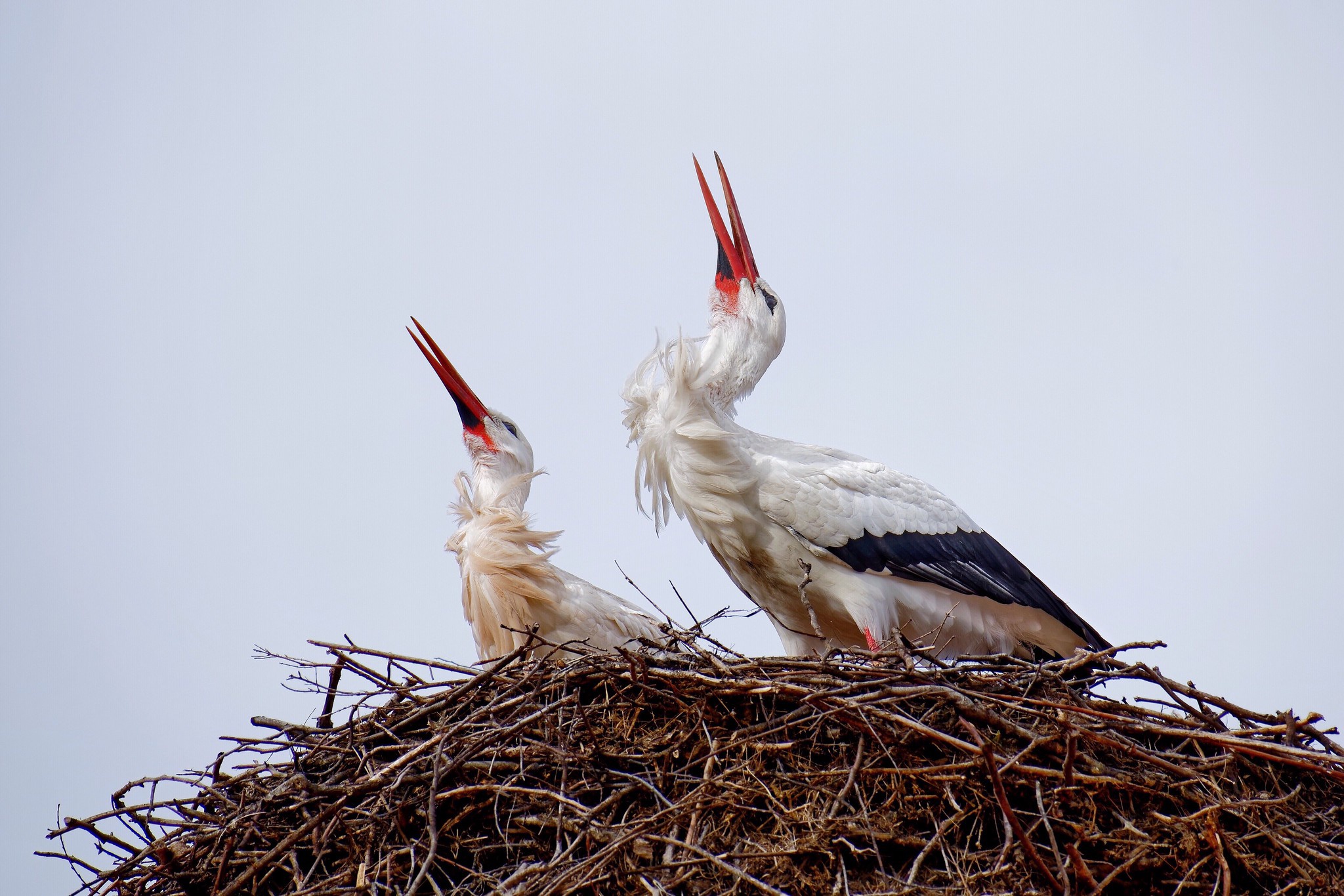 Animals Birds Stork Nests 2048x1365