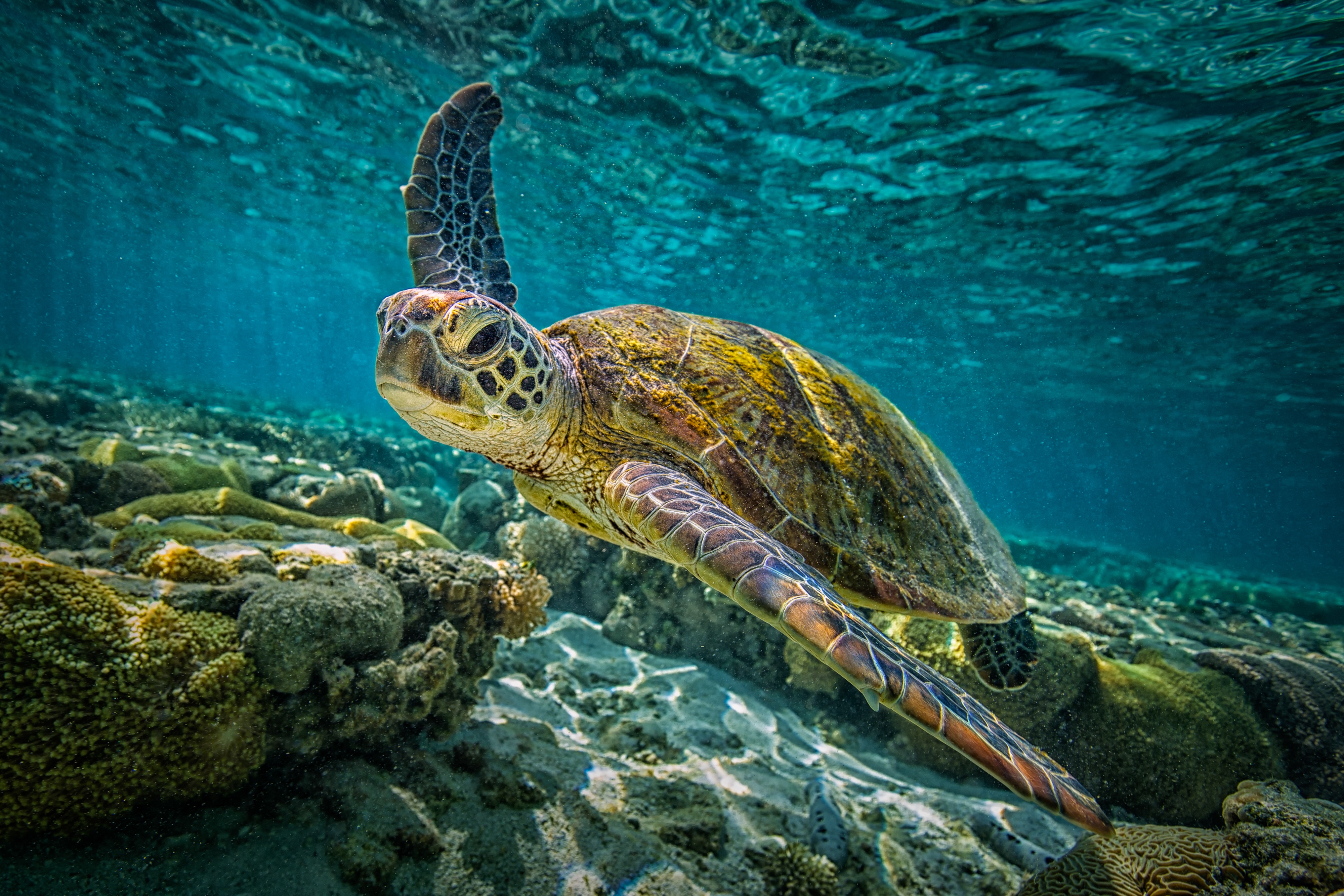 Sea Life Turtle Underwater 4000x2667